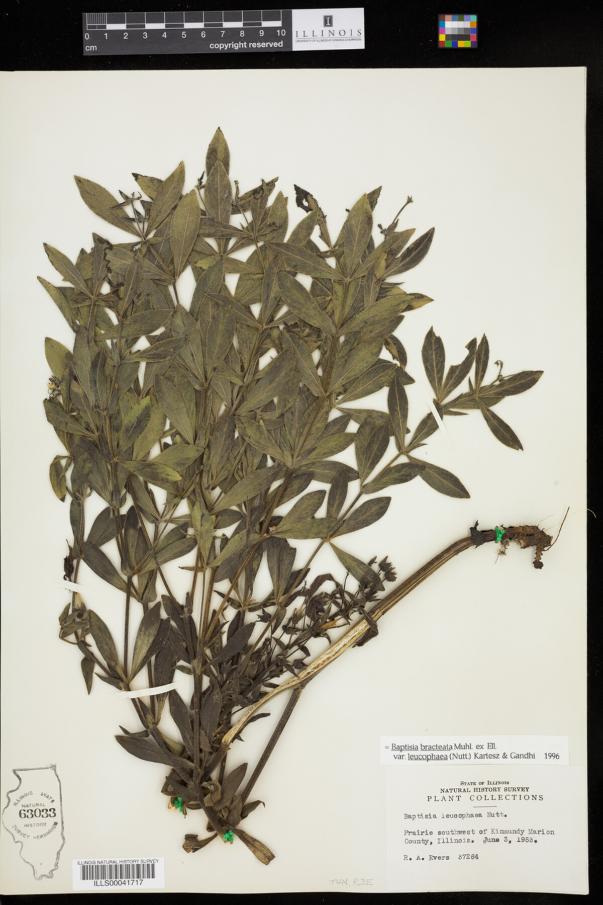 Baptisia bracteata image