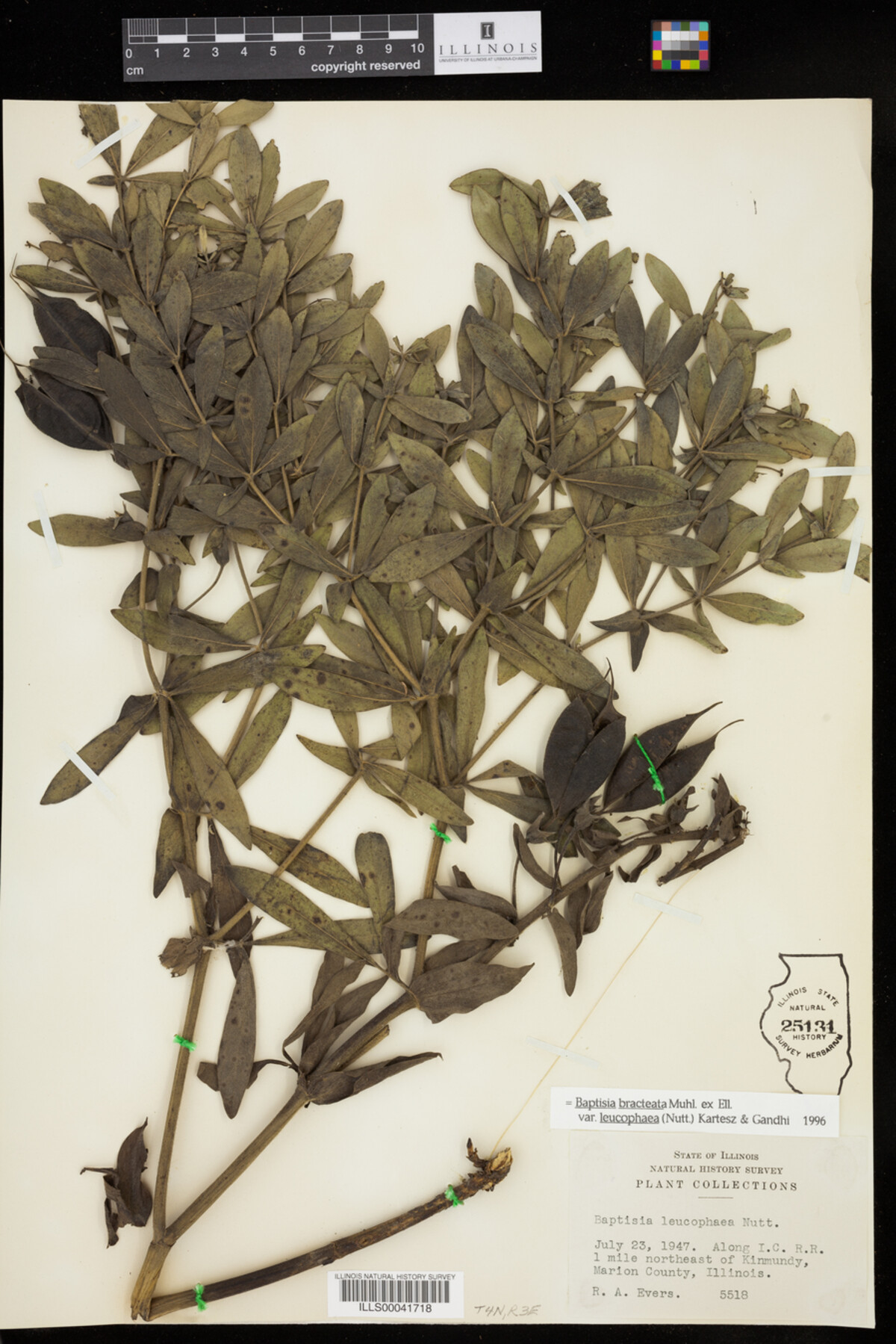 Baptisia leucophaea image
