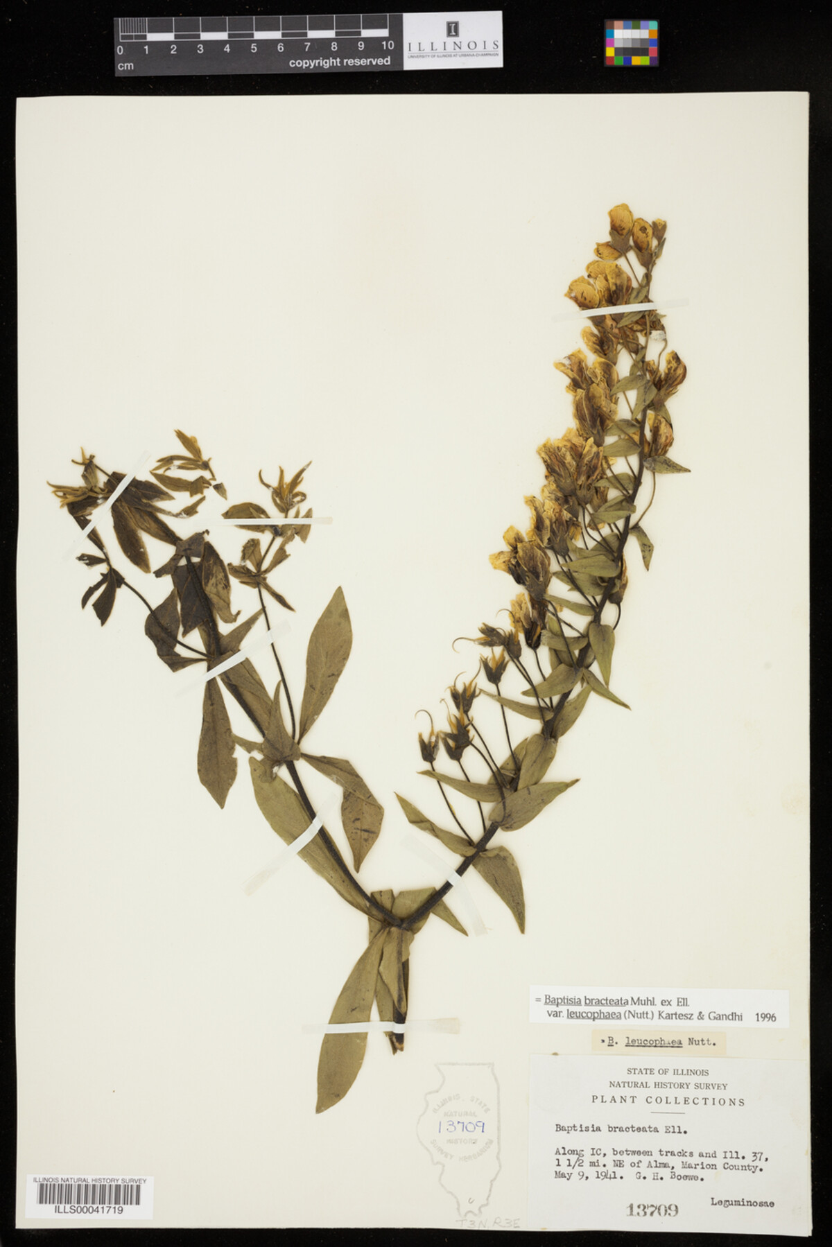 Baptisia leucophaea image