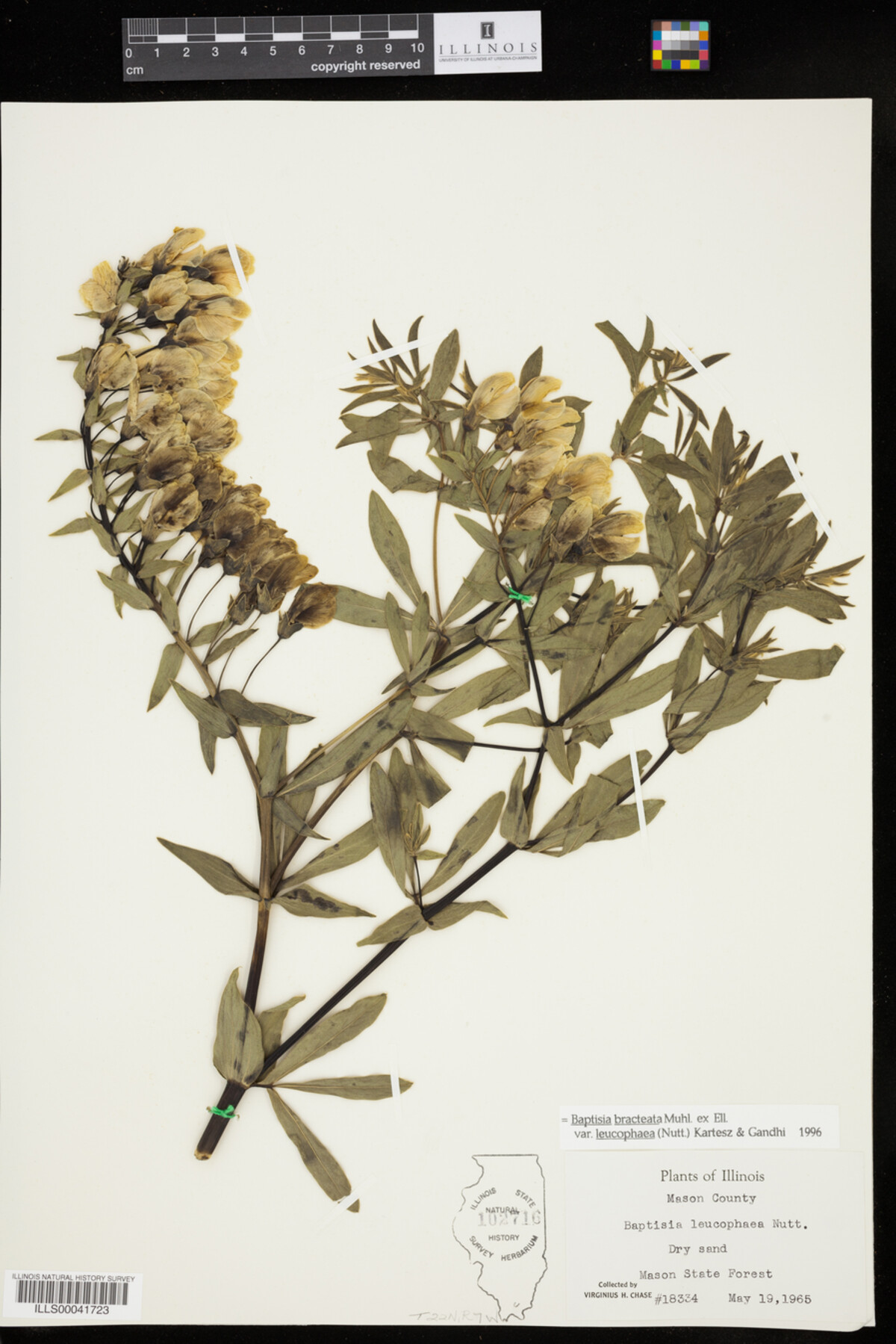 Baptisia leucophaea image