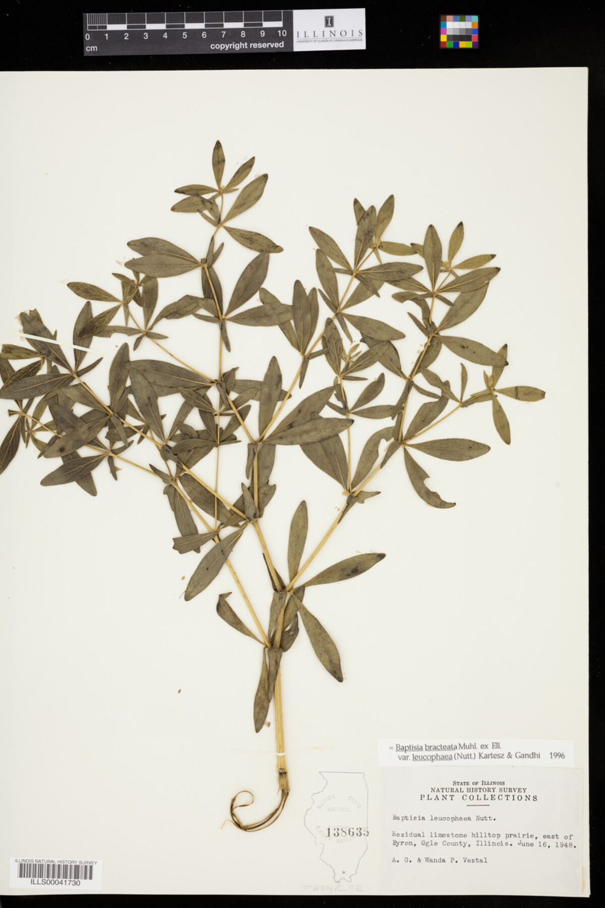 Baptisia bracteata image