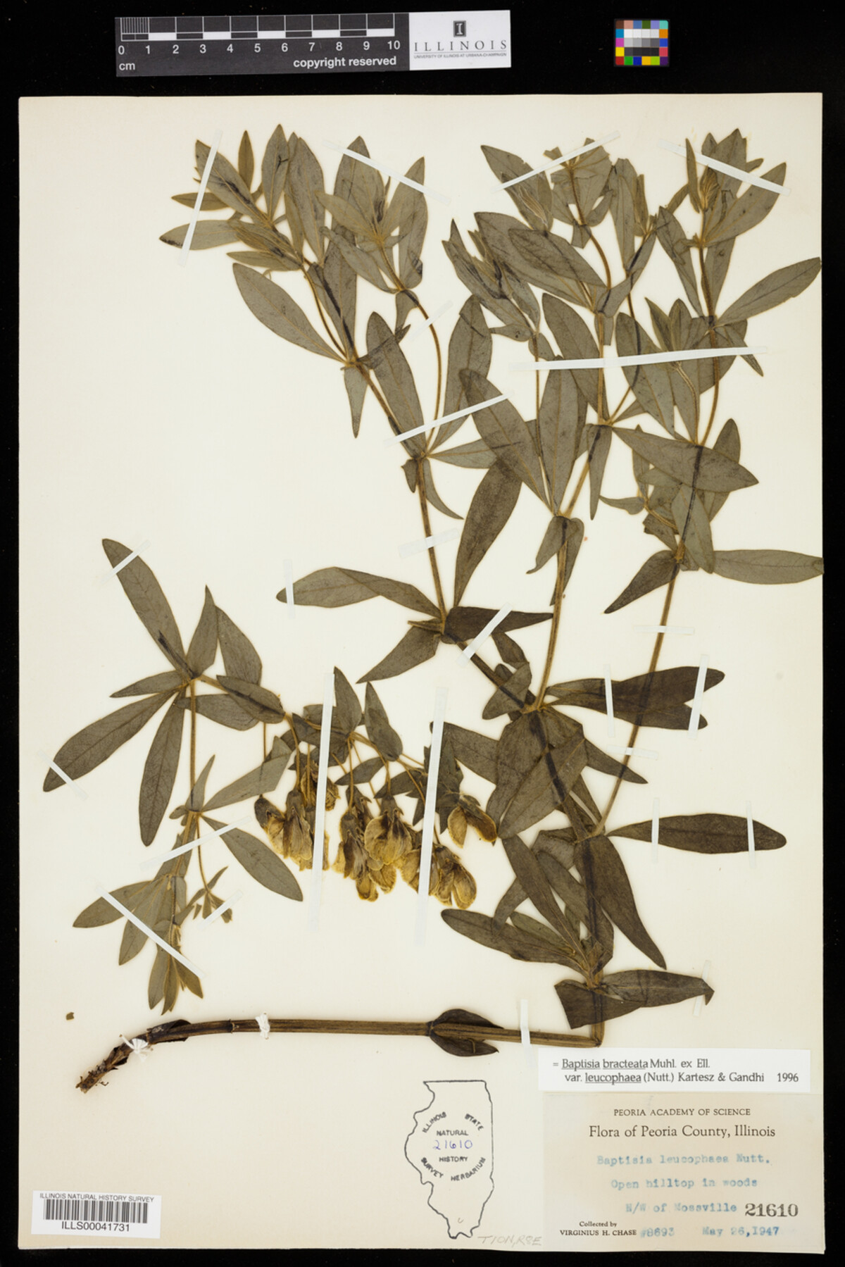 Baptisia bracteata image