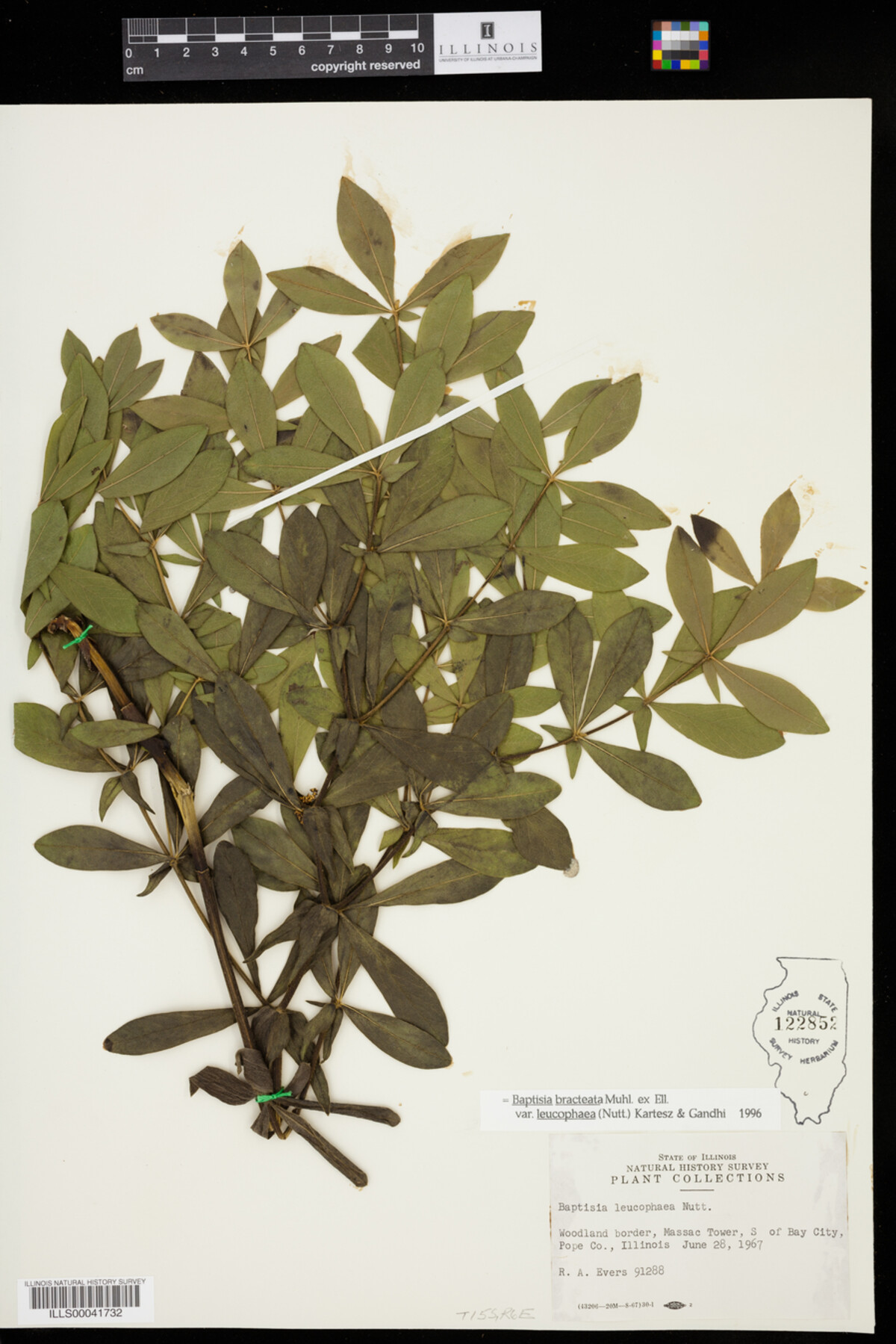 Baptisia bracteata image