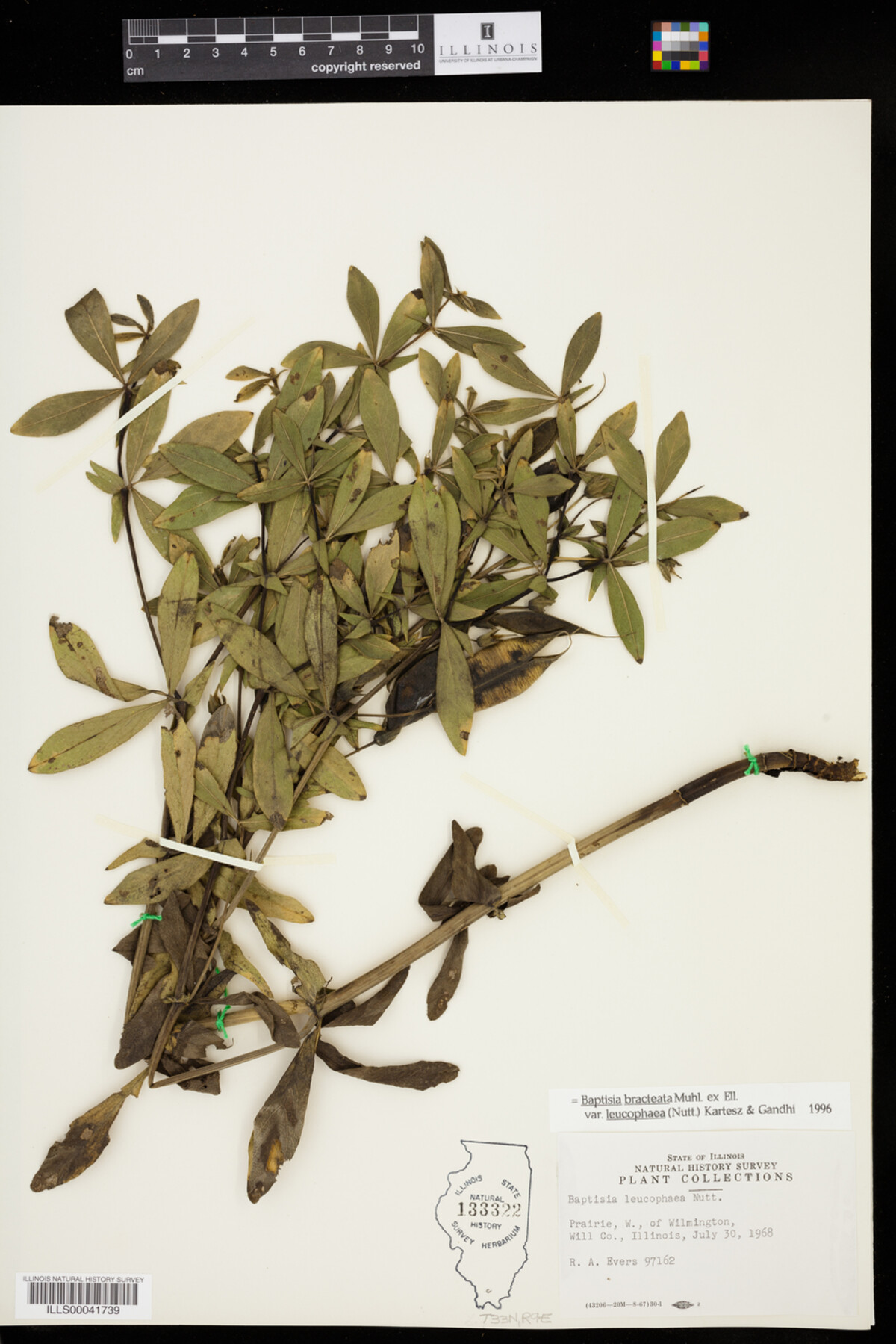 Baptisia leucophaea image