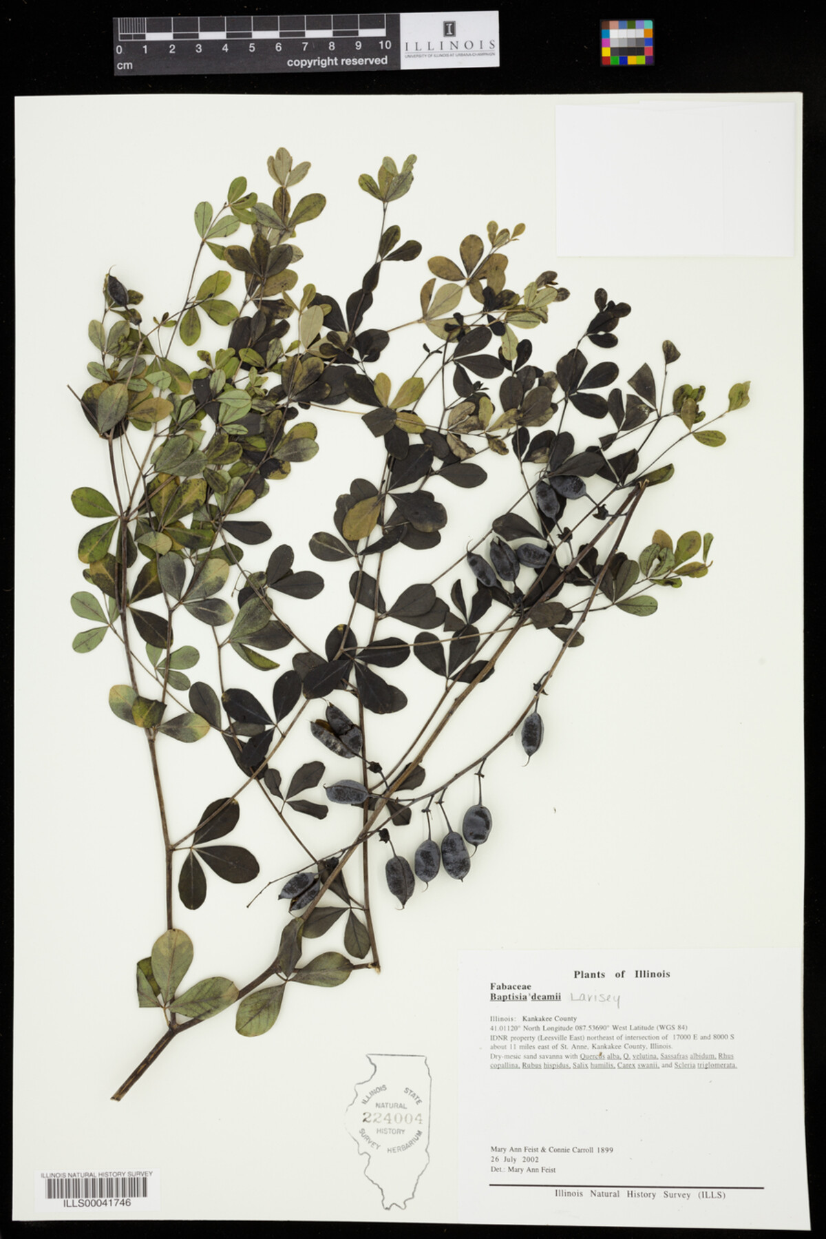 Baptisia X serenae image