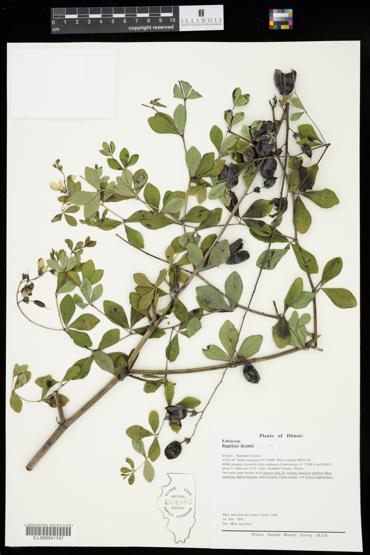 Baptisia X serenae image