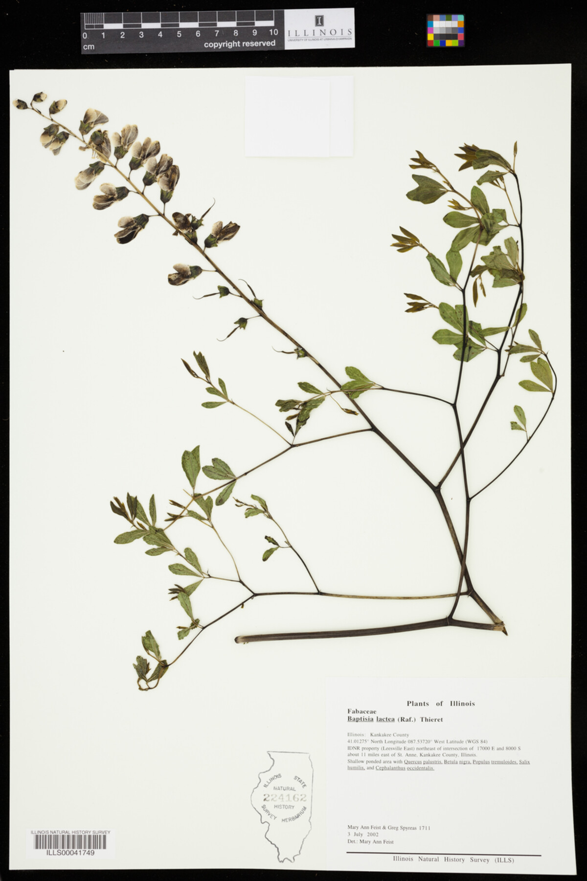 Baptisia lactea image