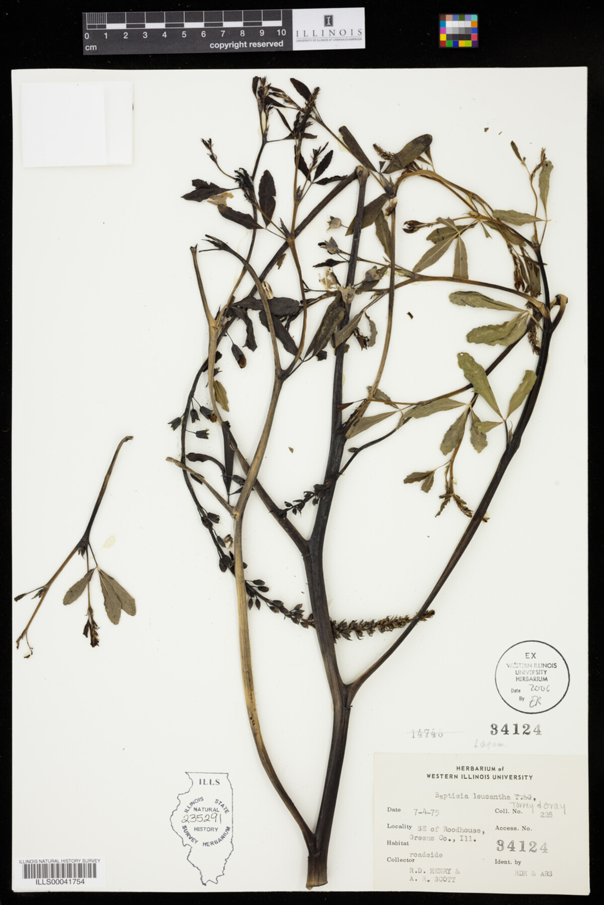 Baptisia leucantha image