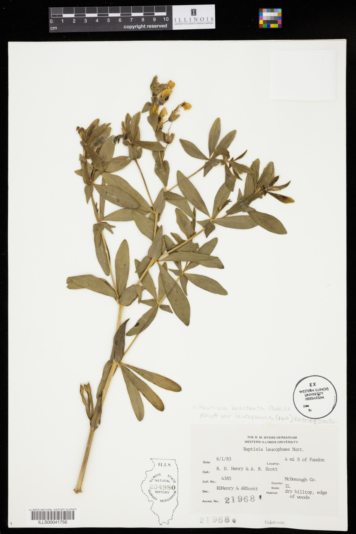 Baptisia leucophaea image