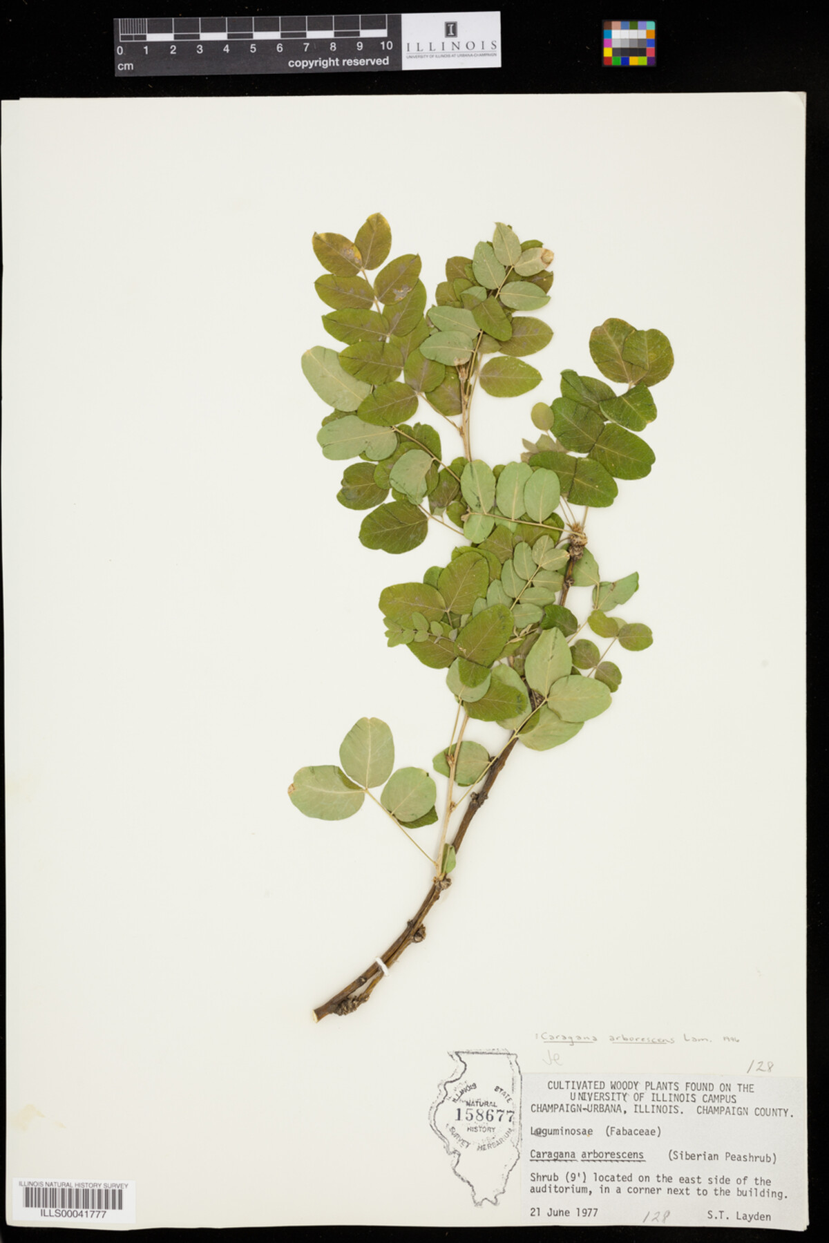 Caragana arborescens image