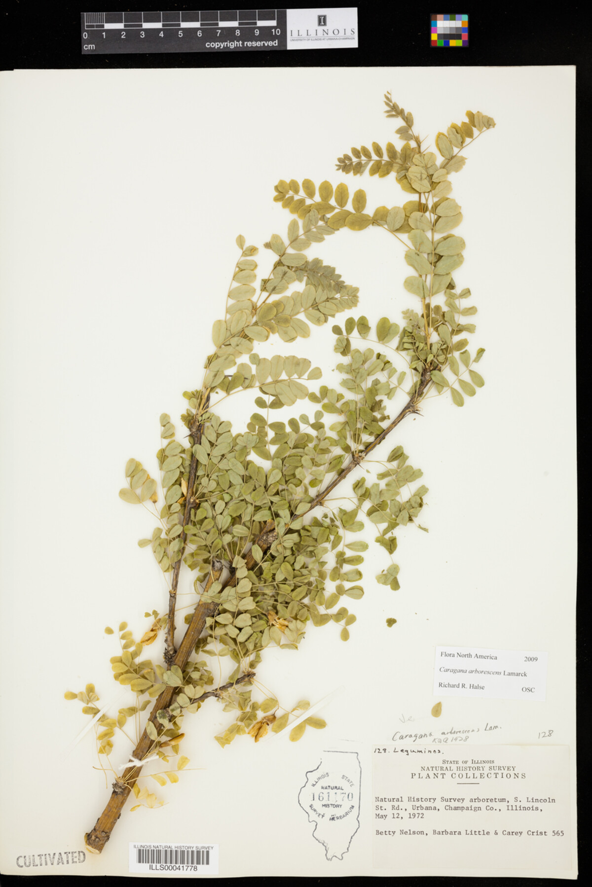 Caragana arborescens image