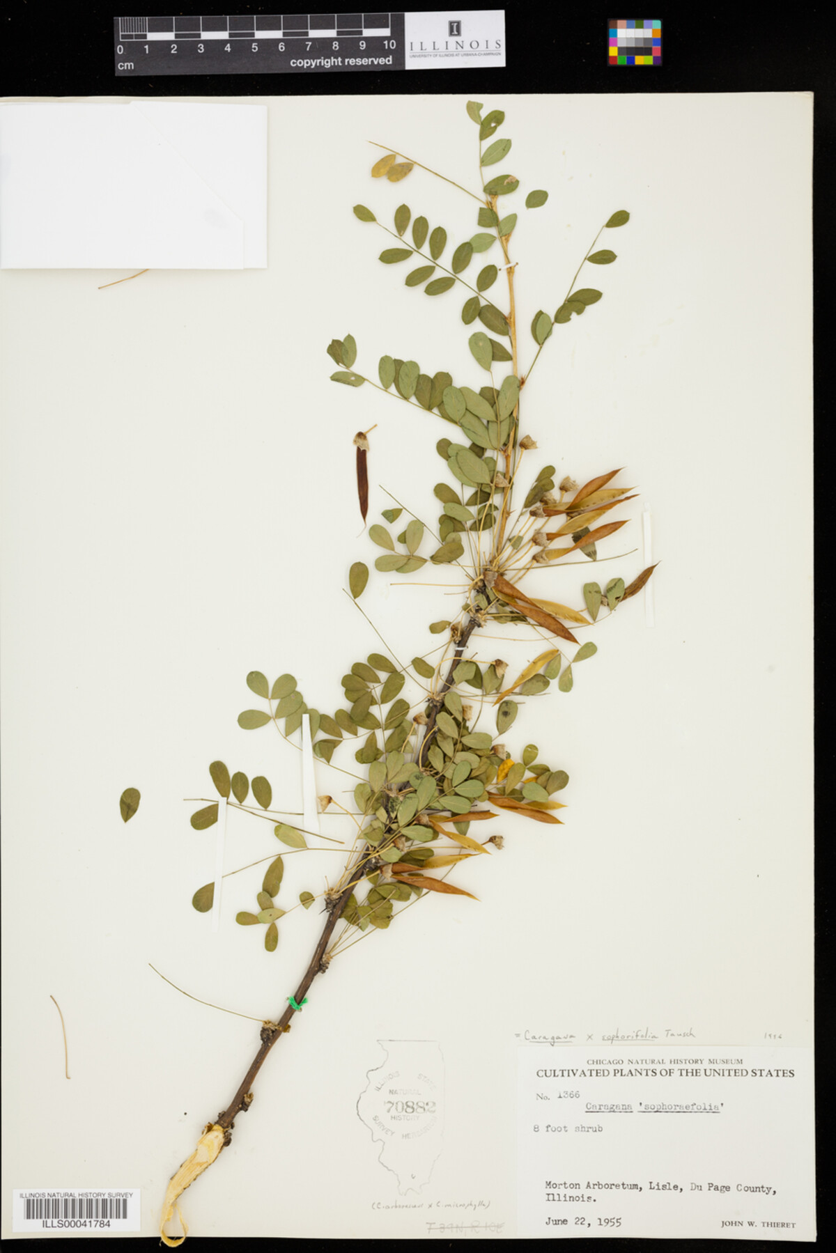 Caragana x sophorifolia image