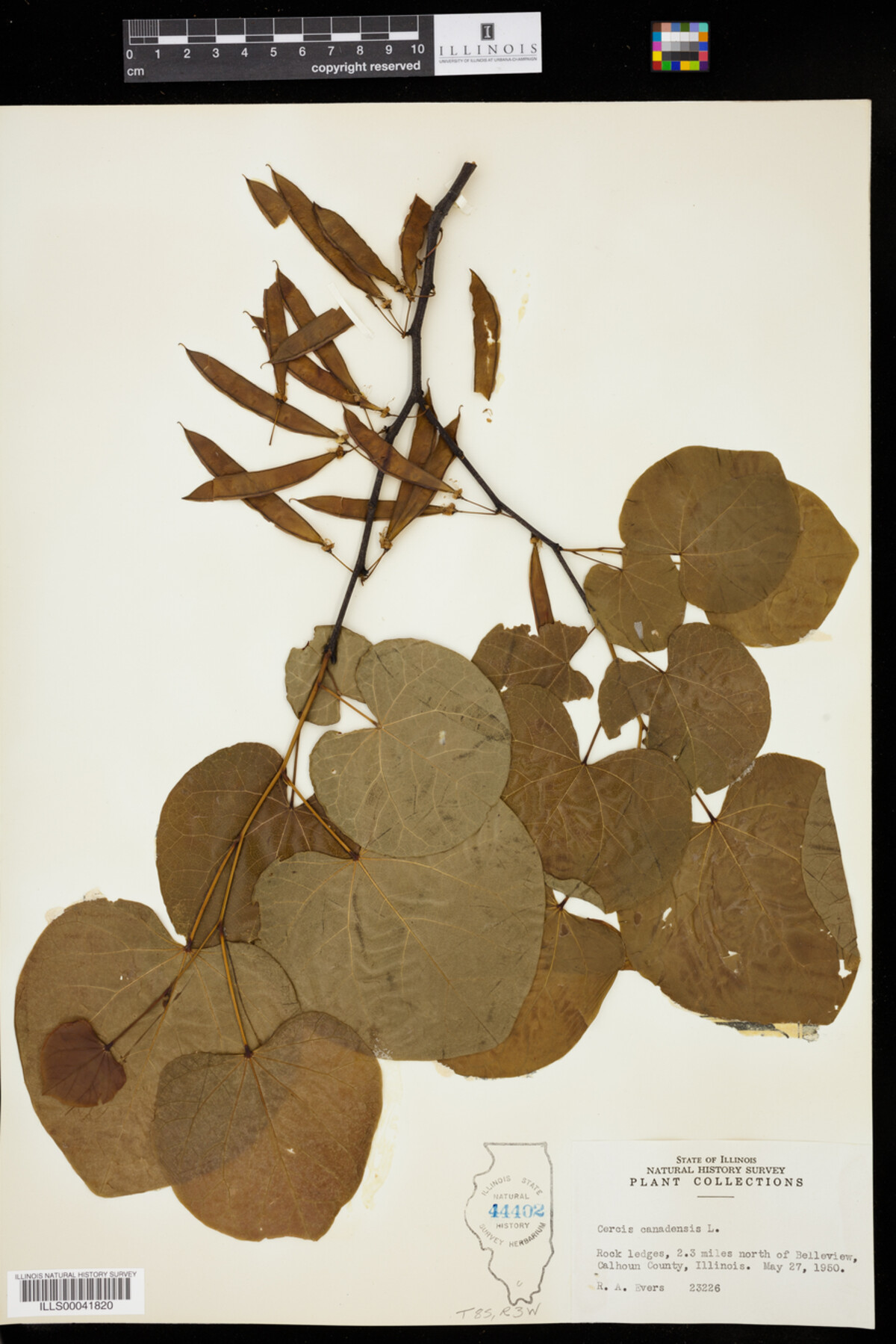 Cercis canadensis image