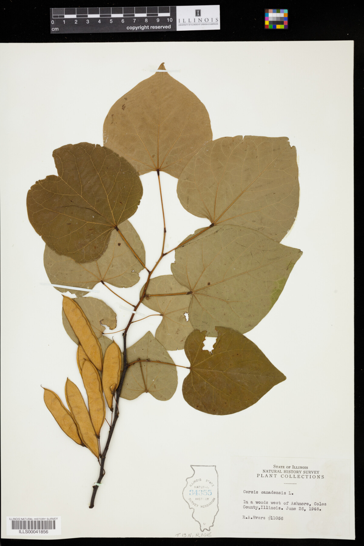 Cercis image
