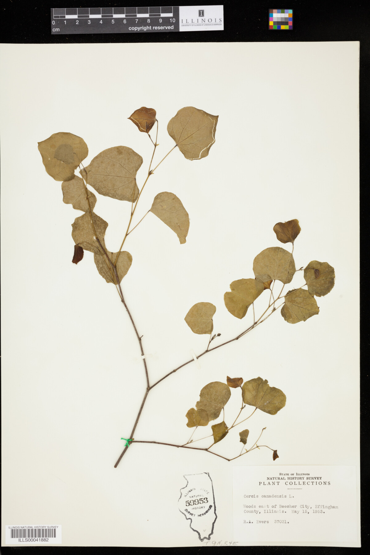 Cercis canadensis image