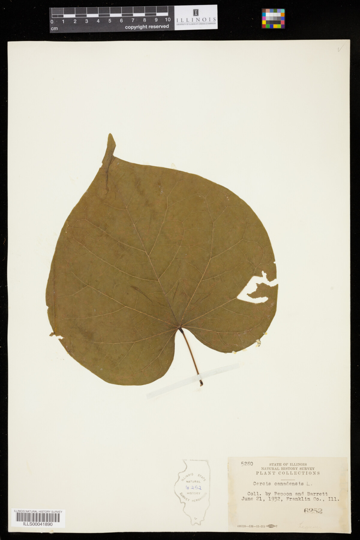 Cercis canadensis image