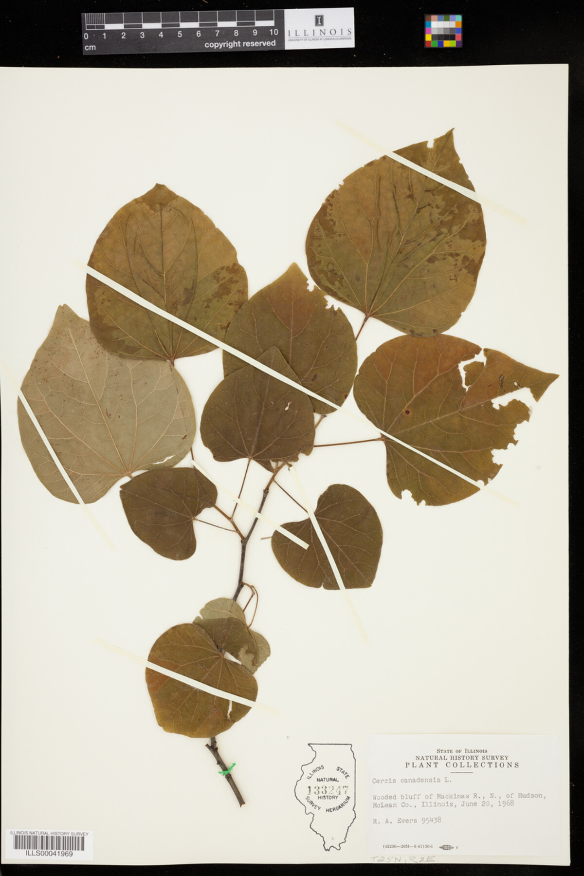 Cercis canadensis image
