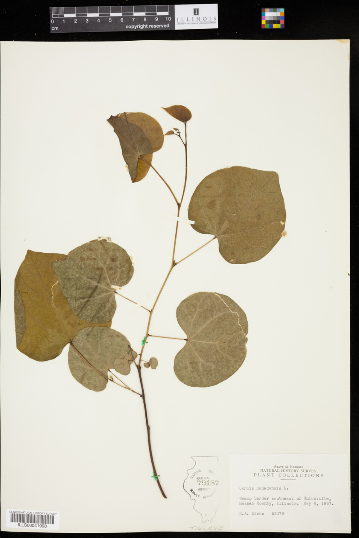 Cercis canadensis image