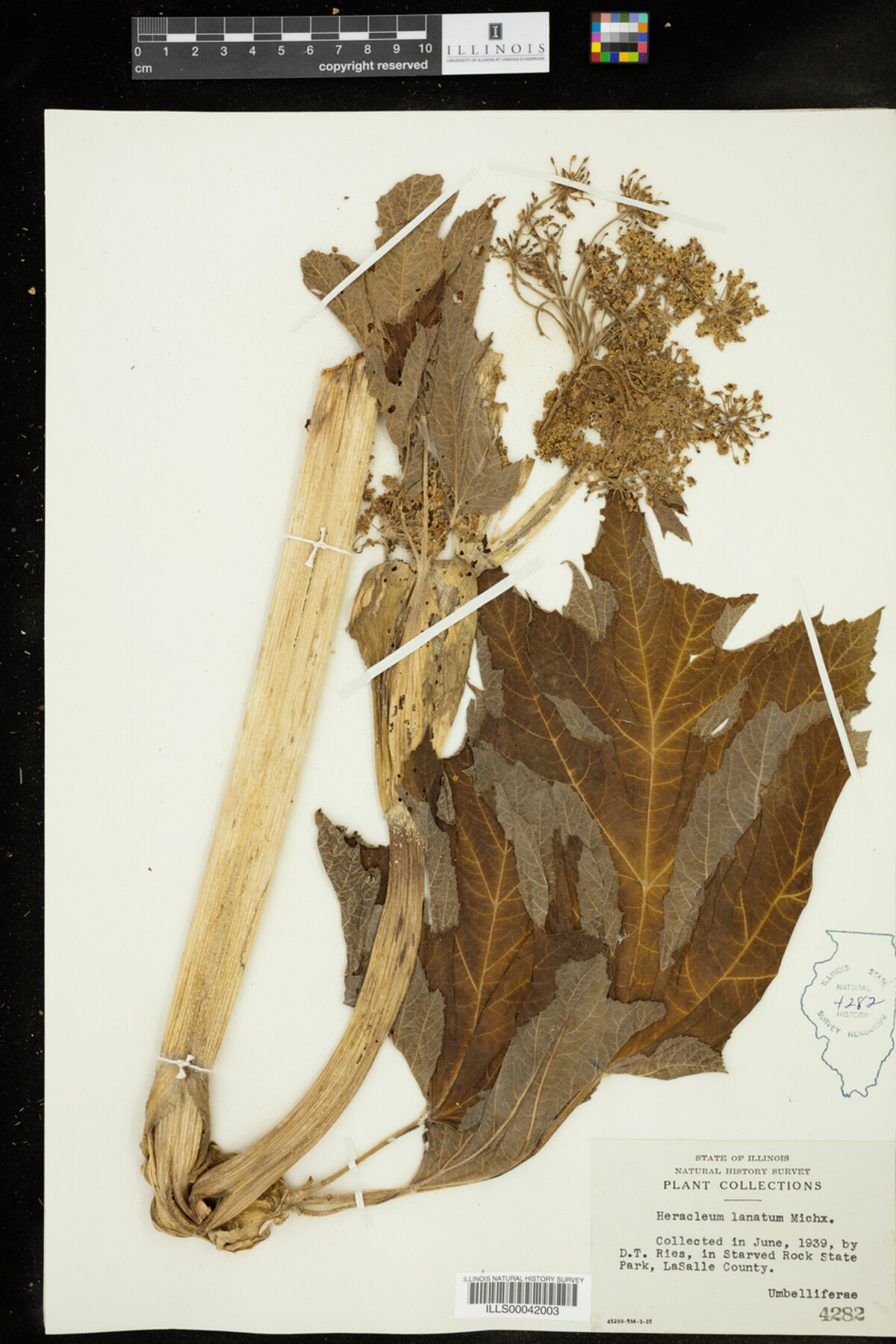 Heracleum lanatum image