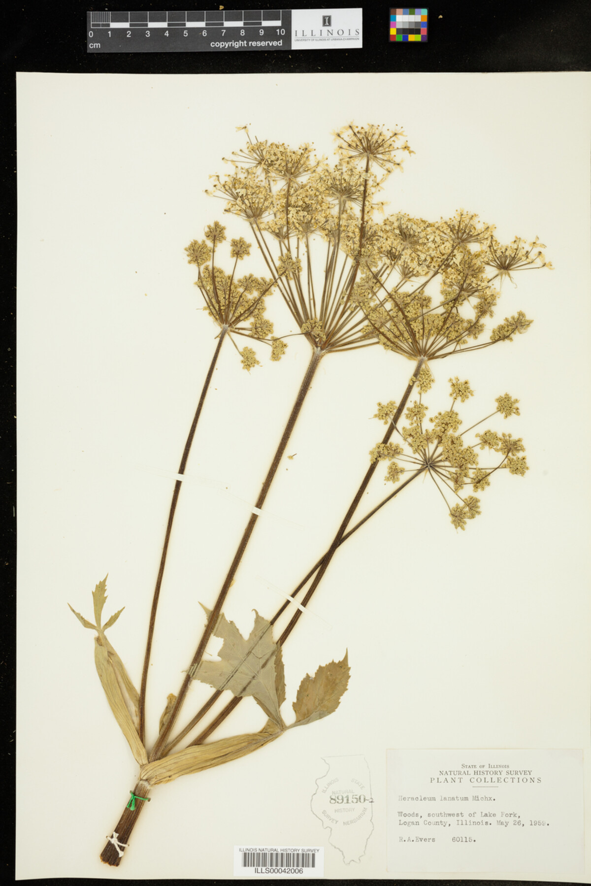 Heracleum image
