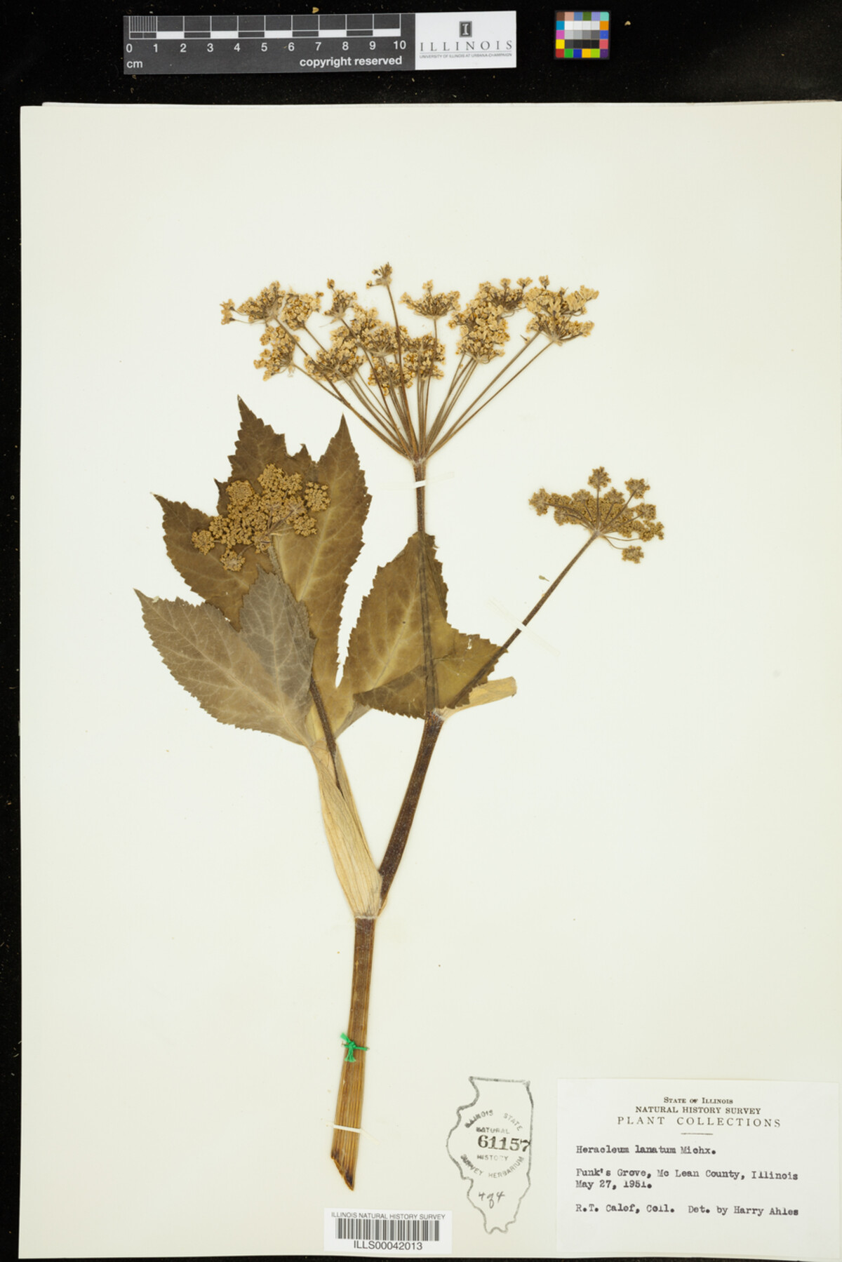 Heracleum lanatum image