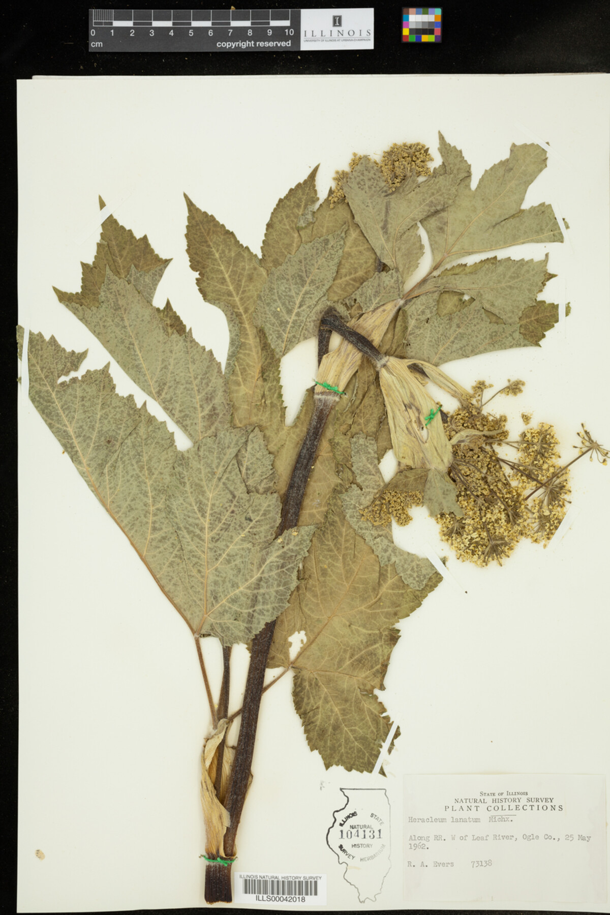 Heracleum lanatum image