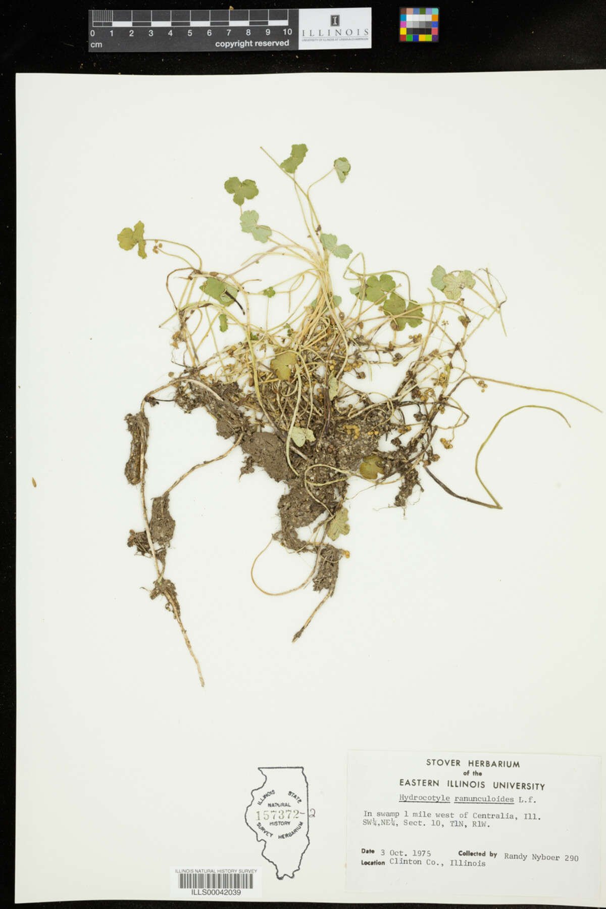 Hydrocotyle ranunculoides image