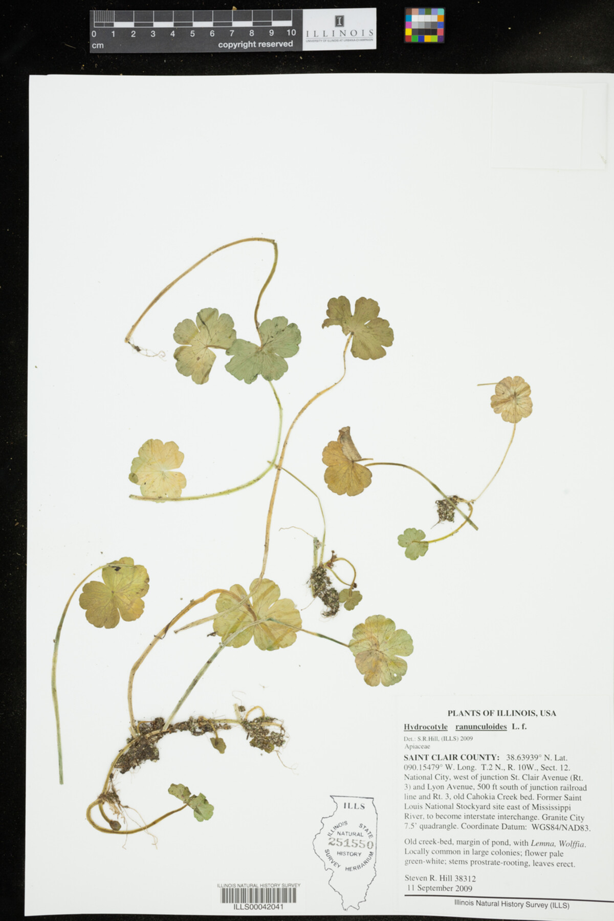Hydrocotyle ranunculoides image