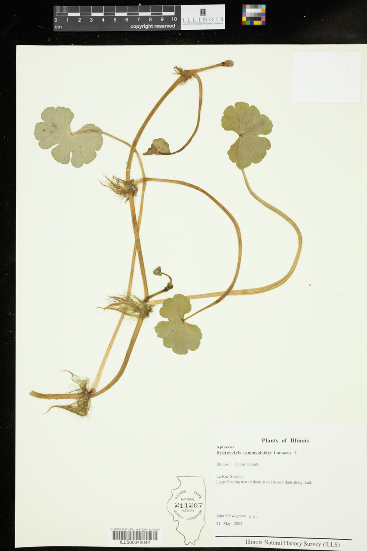 Hydrocotyle ranunculoides image