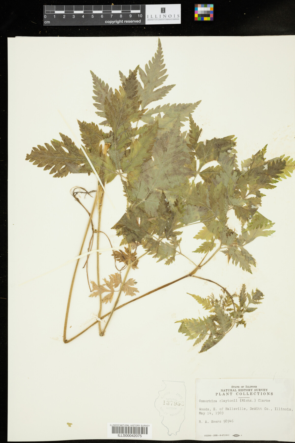 Osmorhiza claytoni image