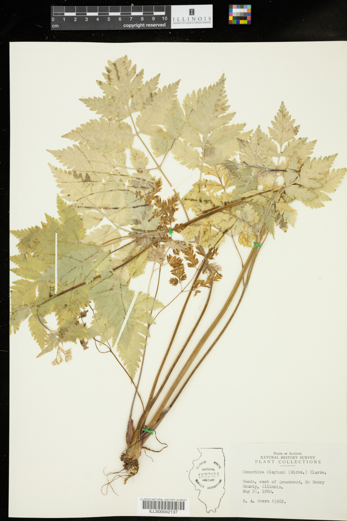 Osmorhiza claytoni image