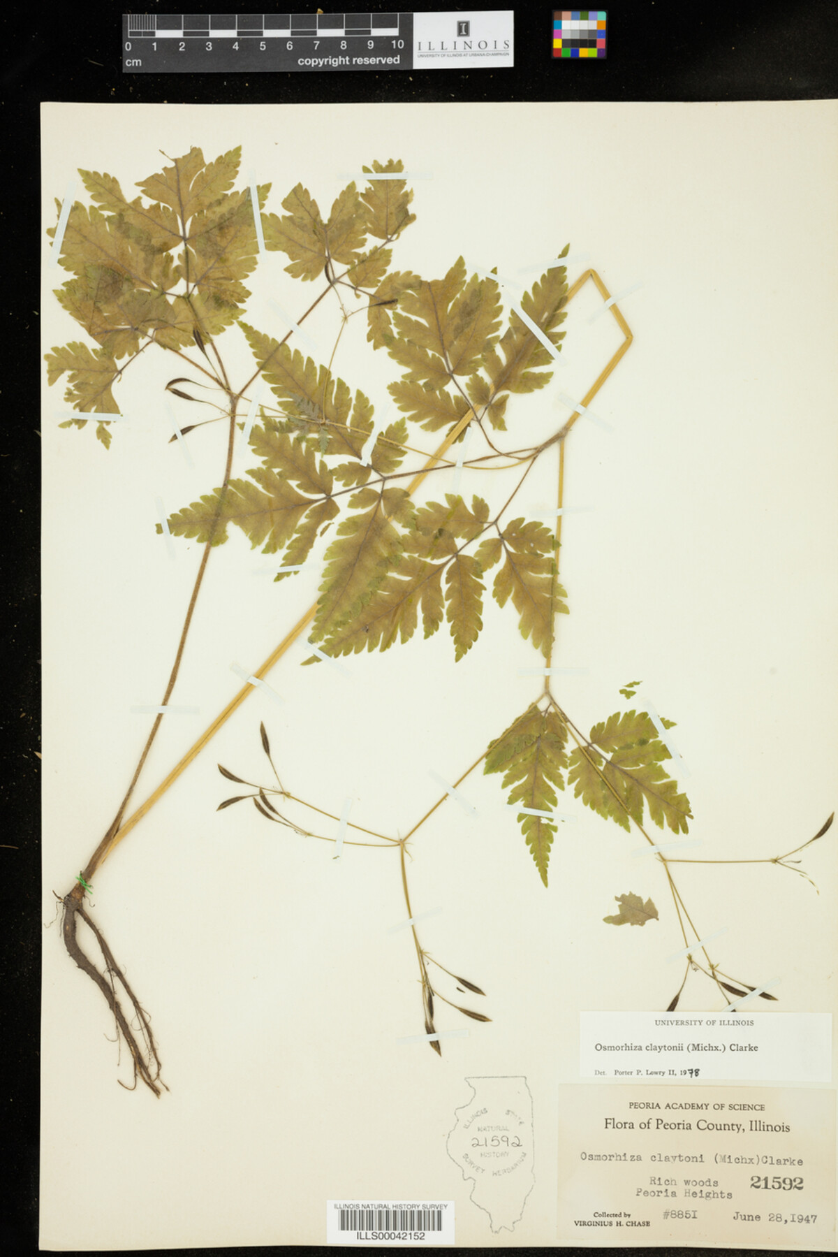 Osmorhiza claytoni image