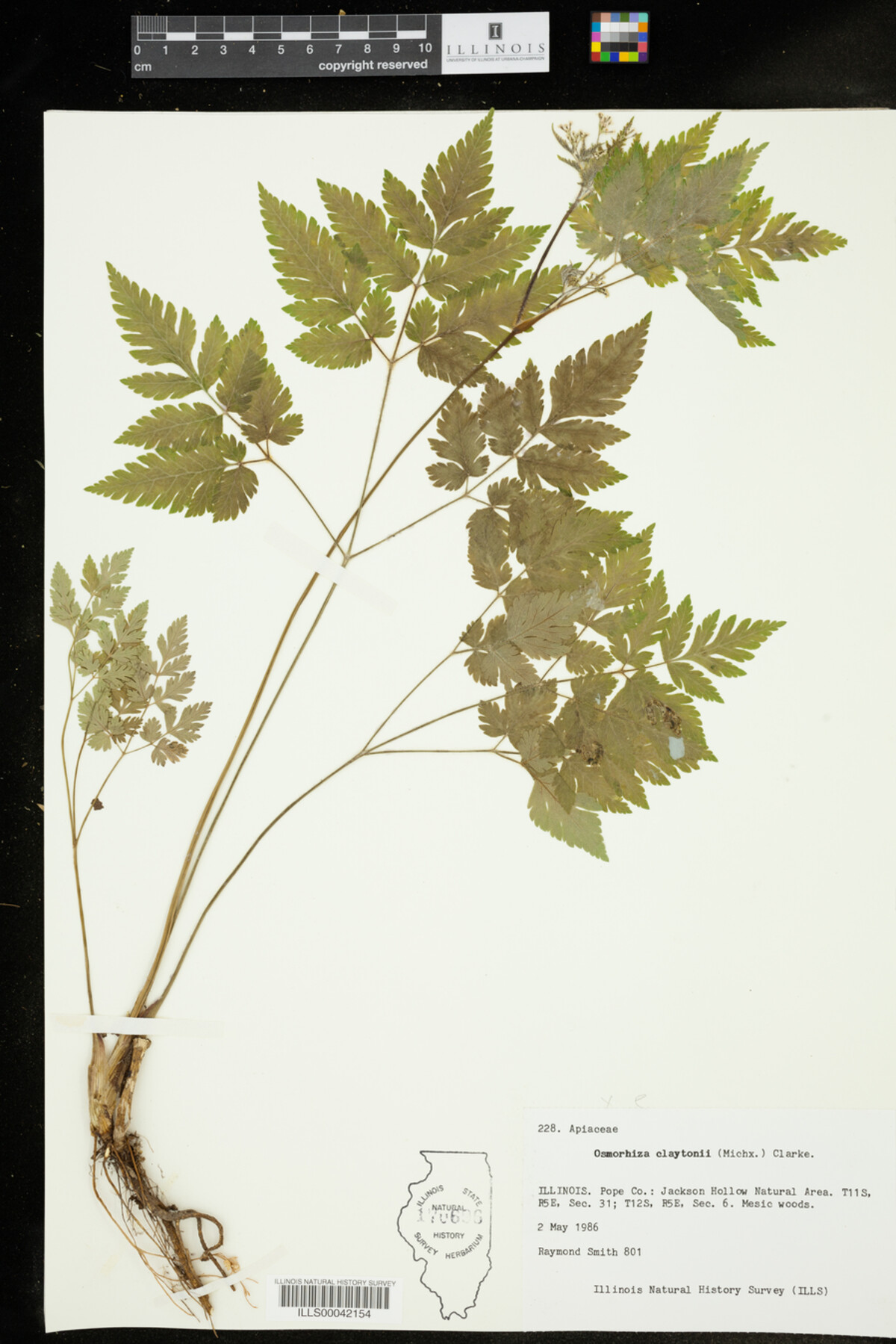 Osmorhiza image