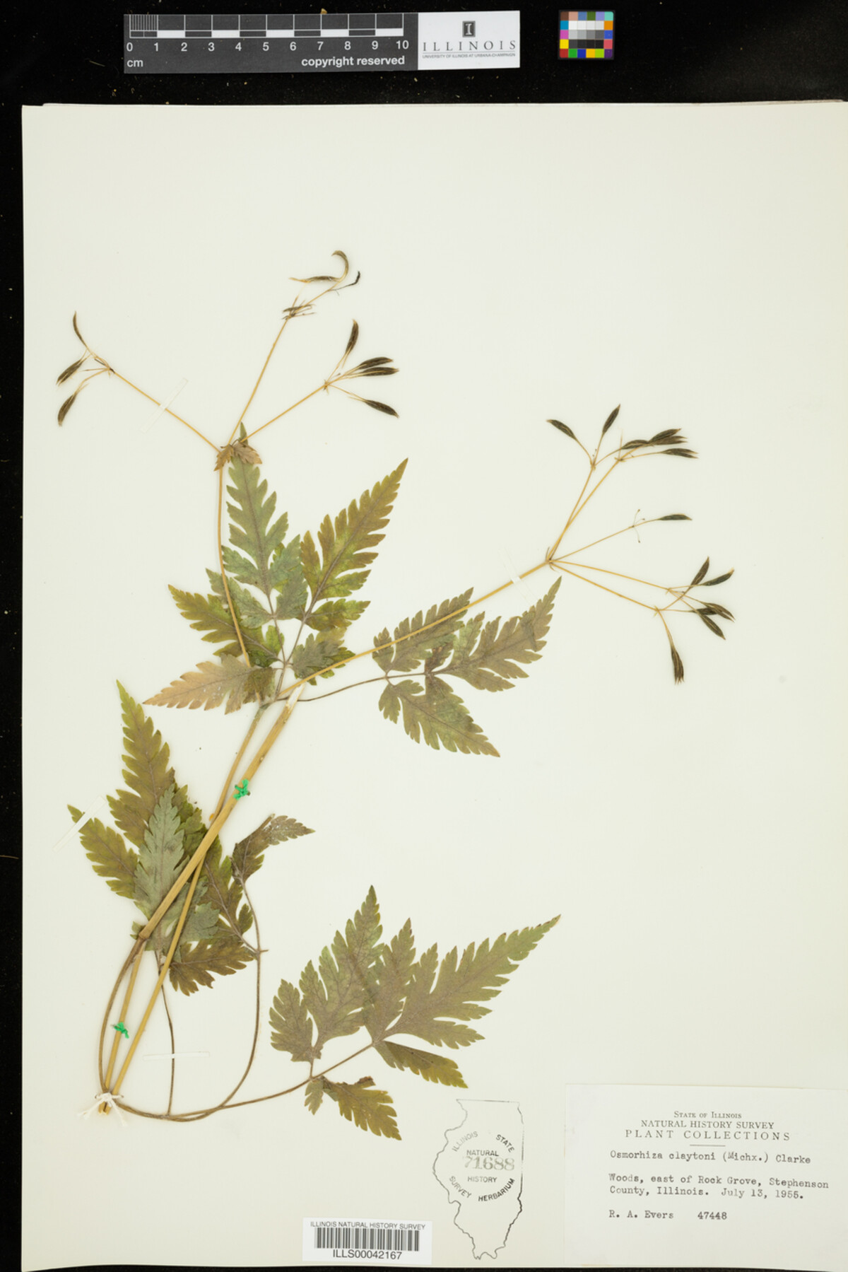 Osmorhiza claytoni image
