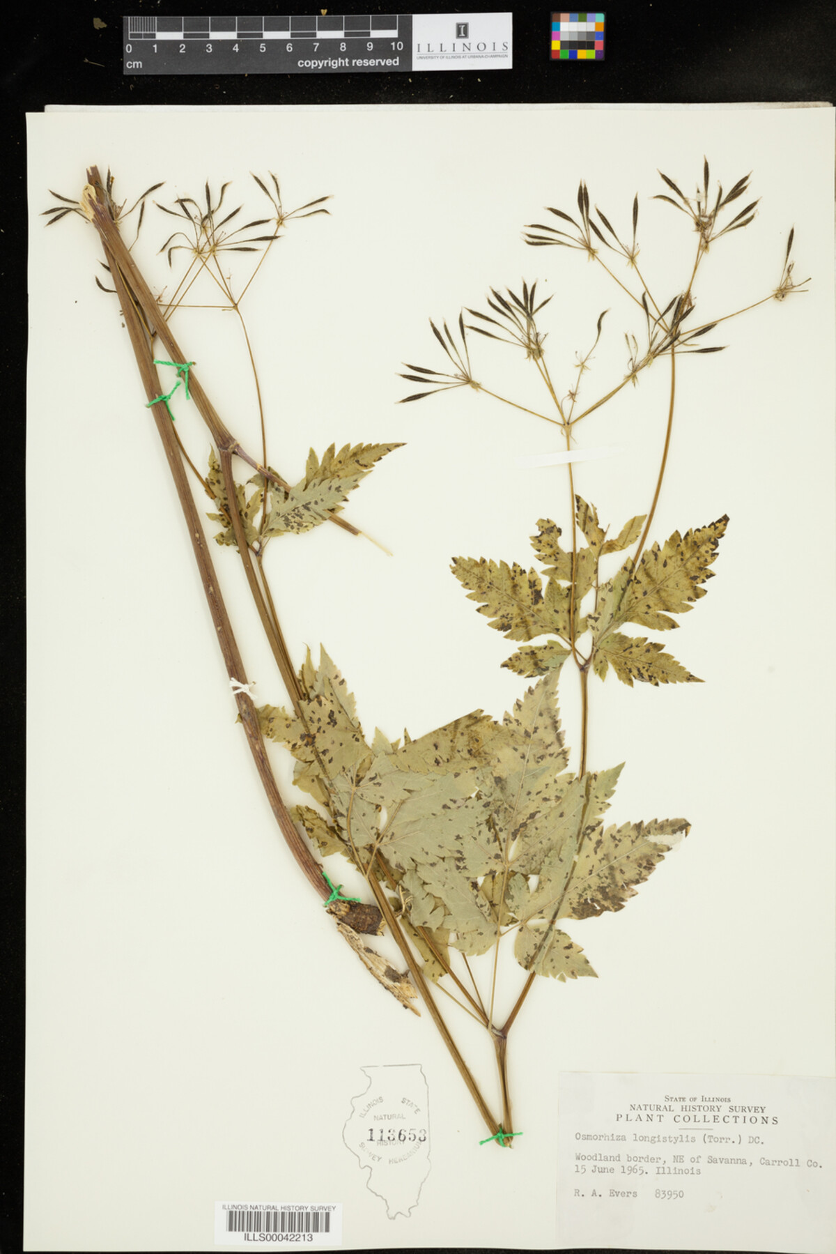 Osmorhiza longistylis image
