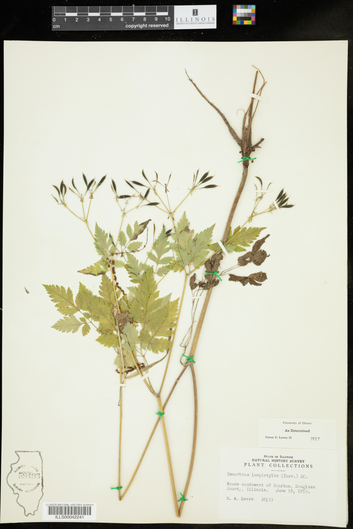 Osmorhiza longistylis image