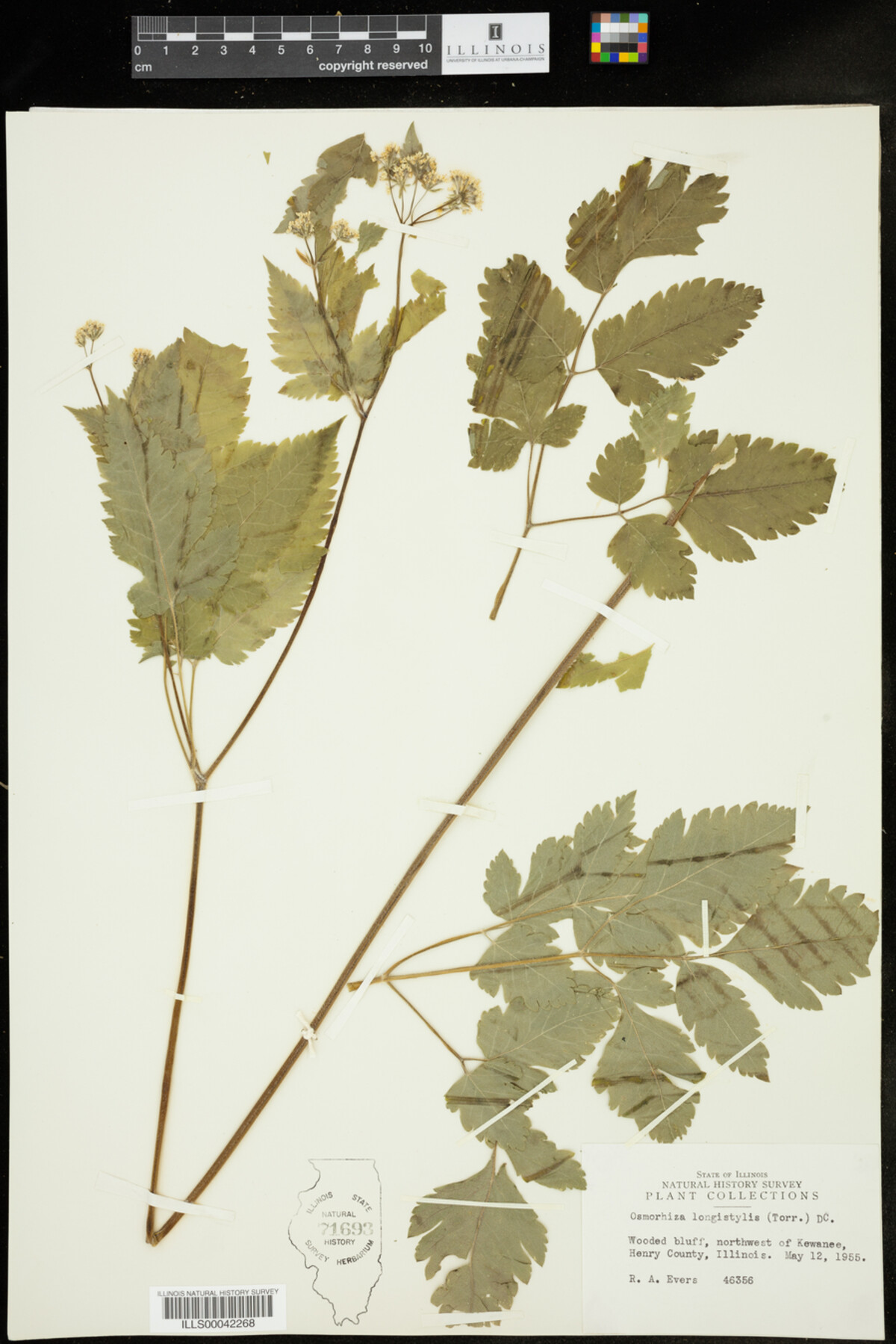 Osmorhiza image