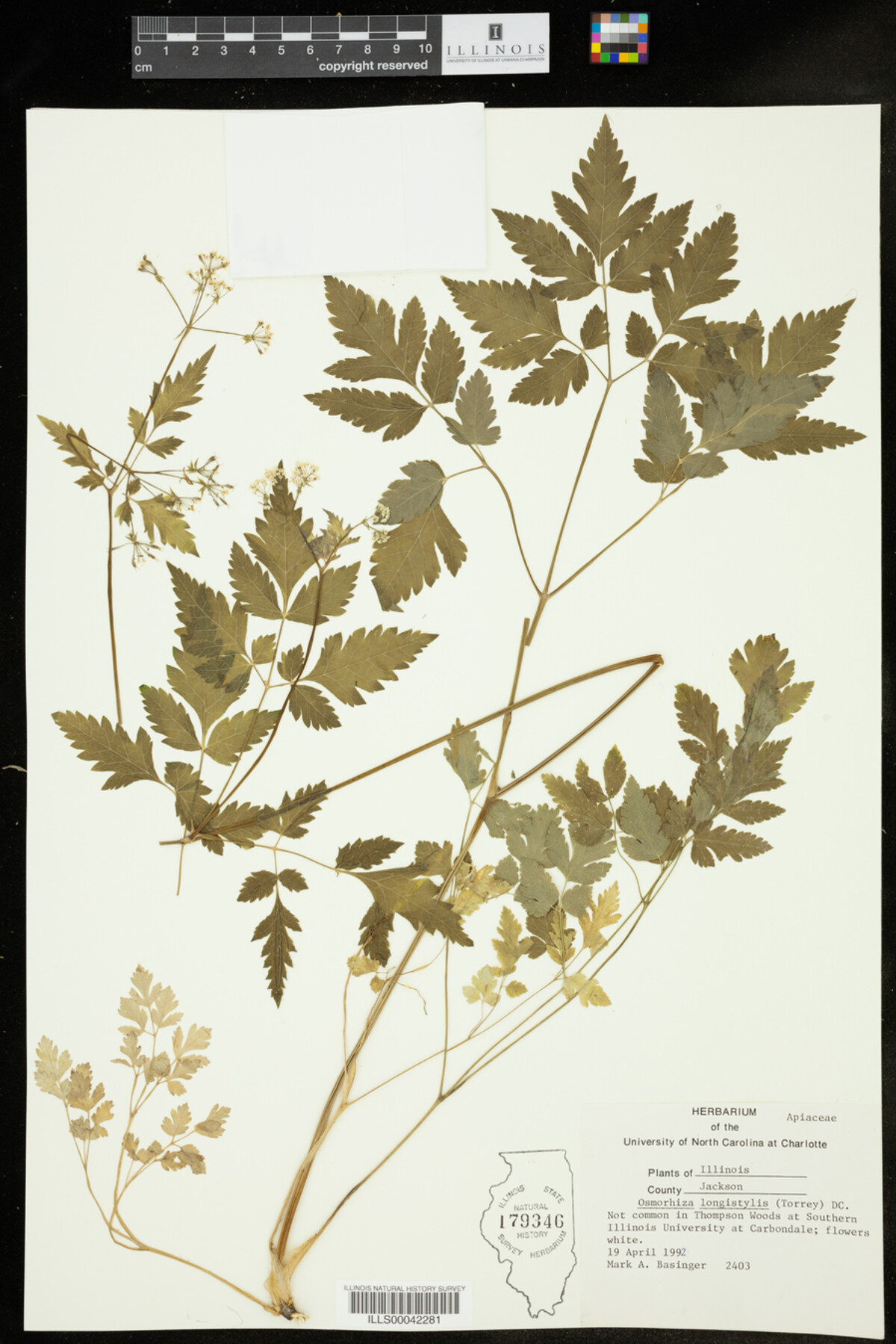 Osmorhiza longistylis image