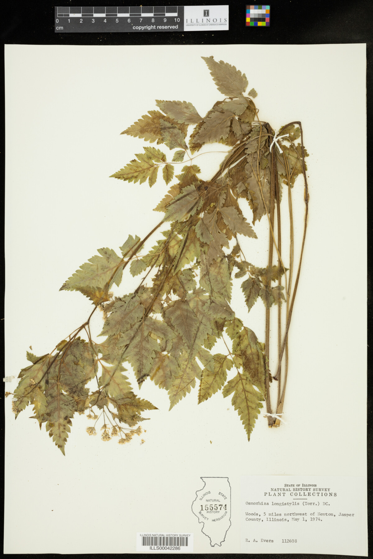 Osmorhiza longistylis image