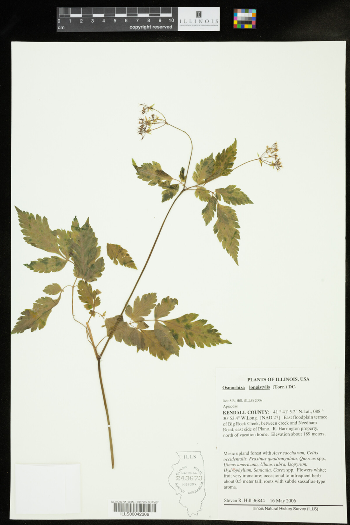 Osmorhiza longistylis image