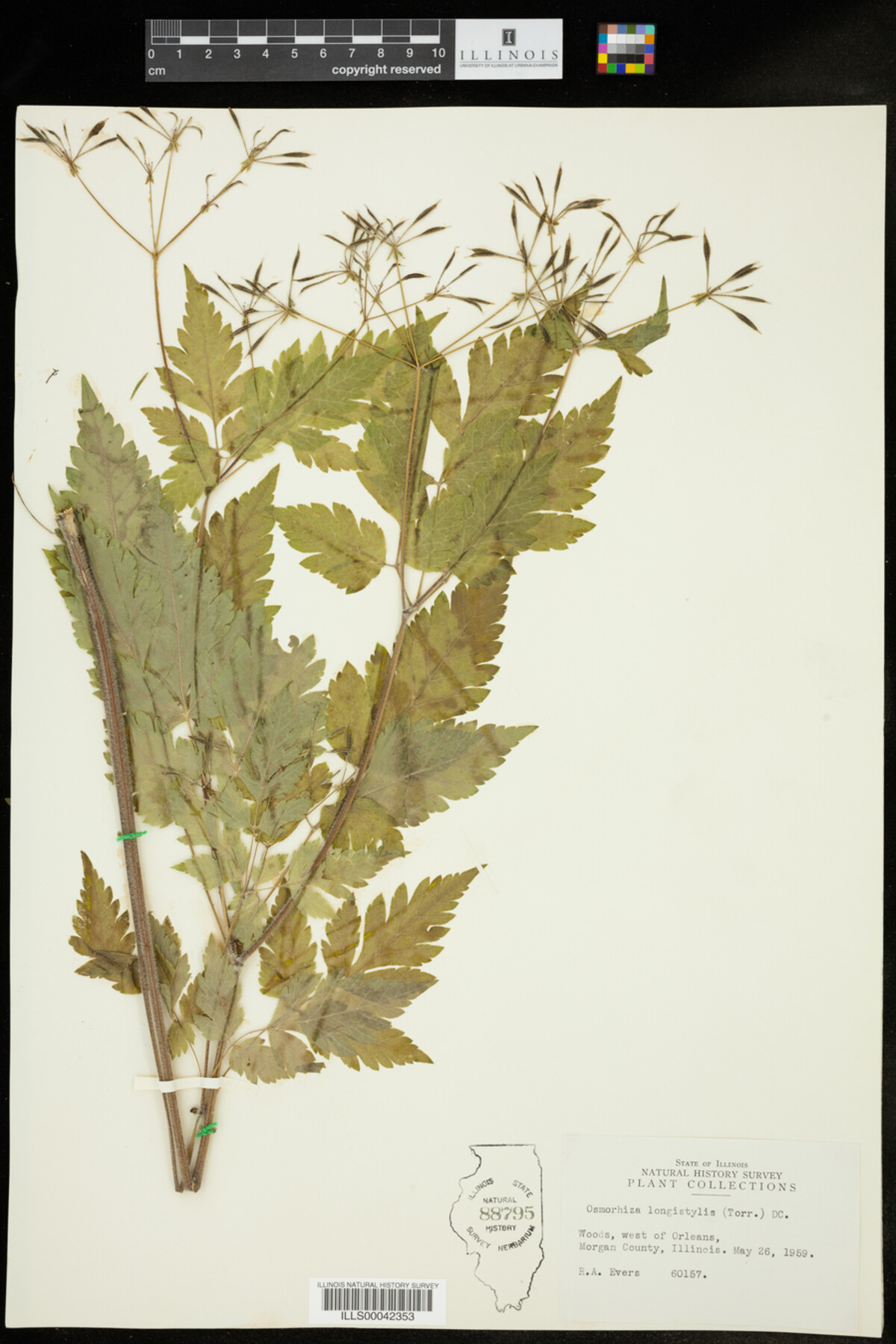 Osmorhiza longistylis image