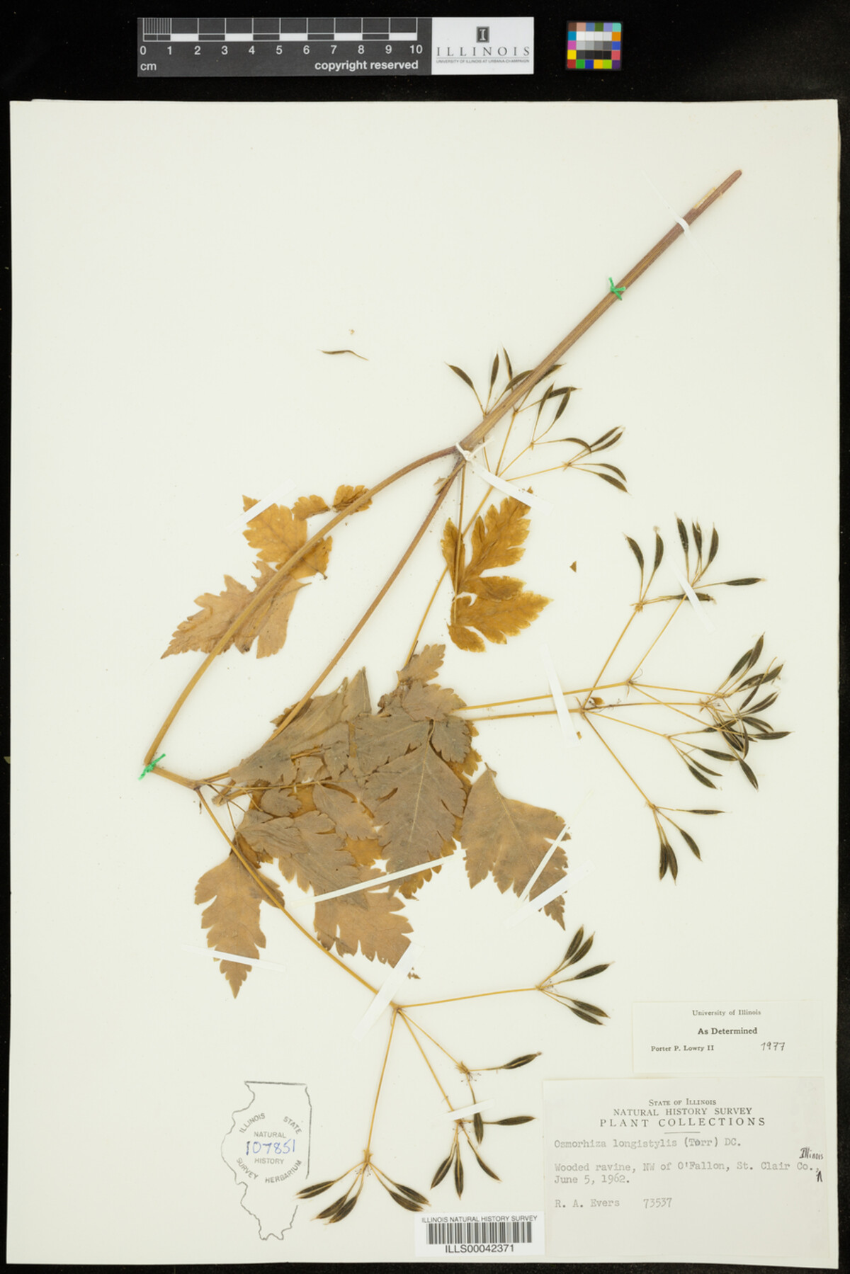 Osmorhiza longistylis image