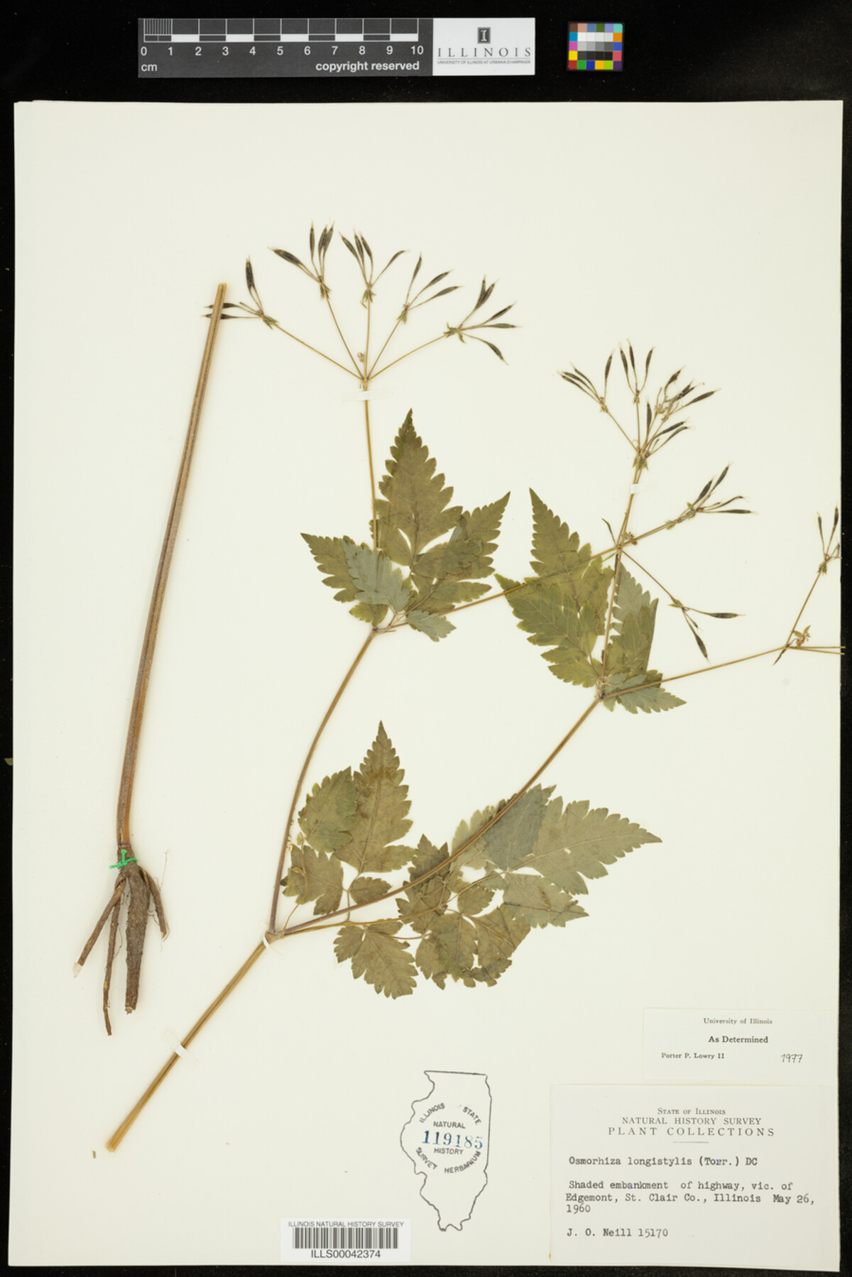 Osmorhiza longistylis image