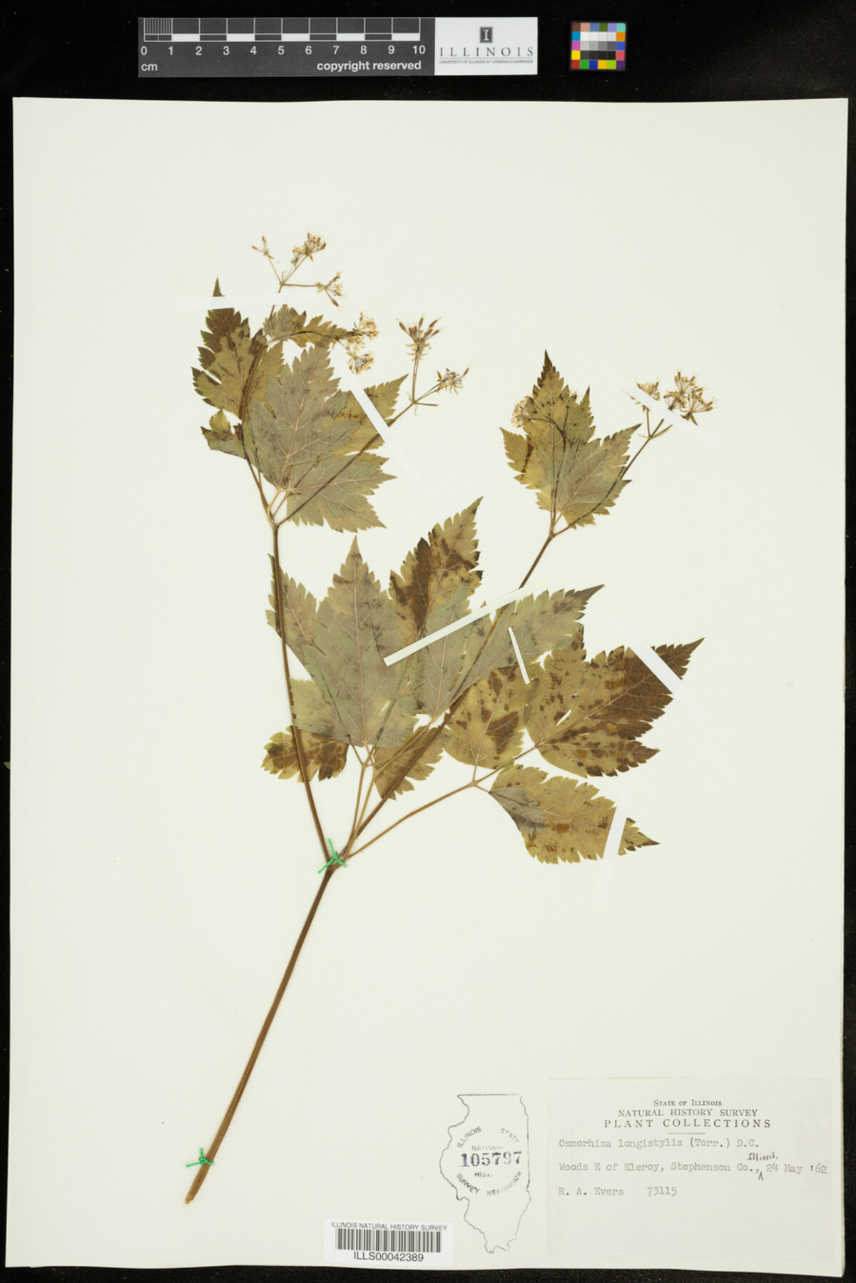 Osmorhiza longistylis image