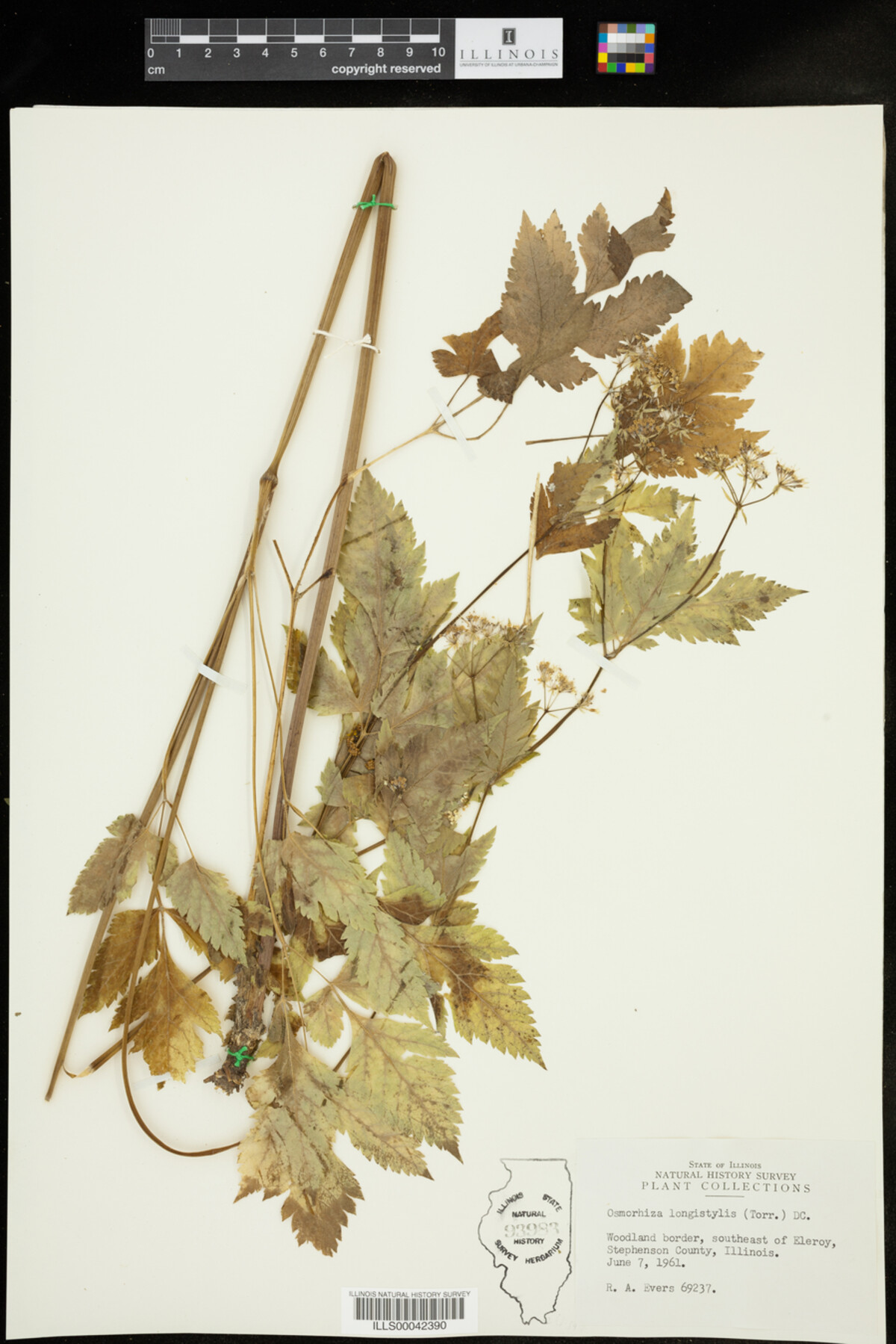 Osmorhiza longistylis image