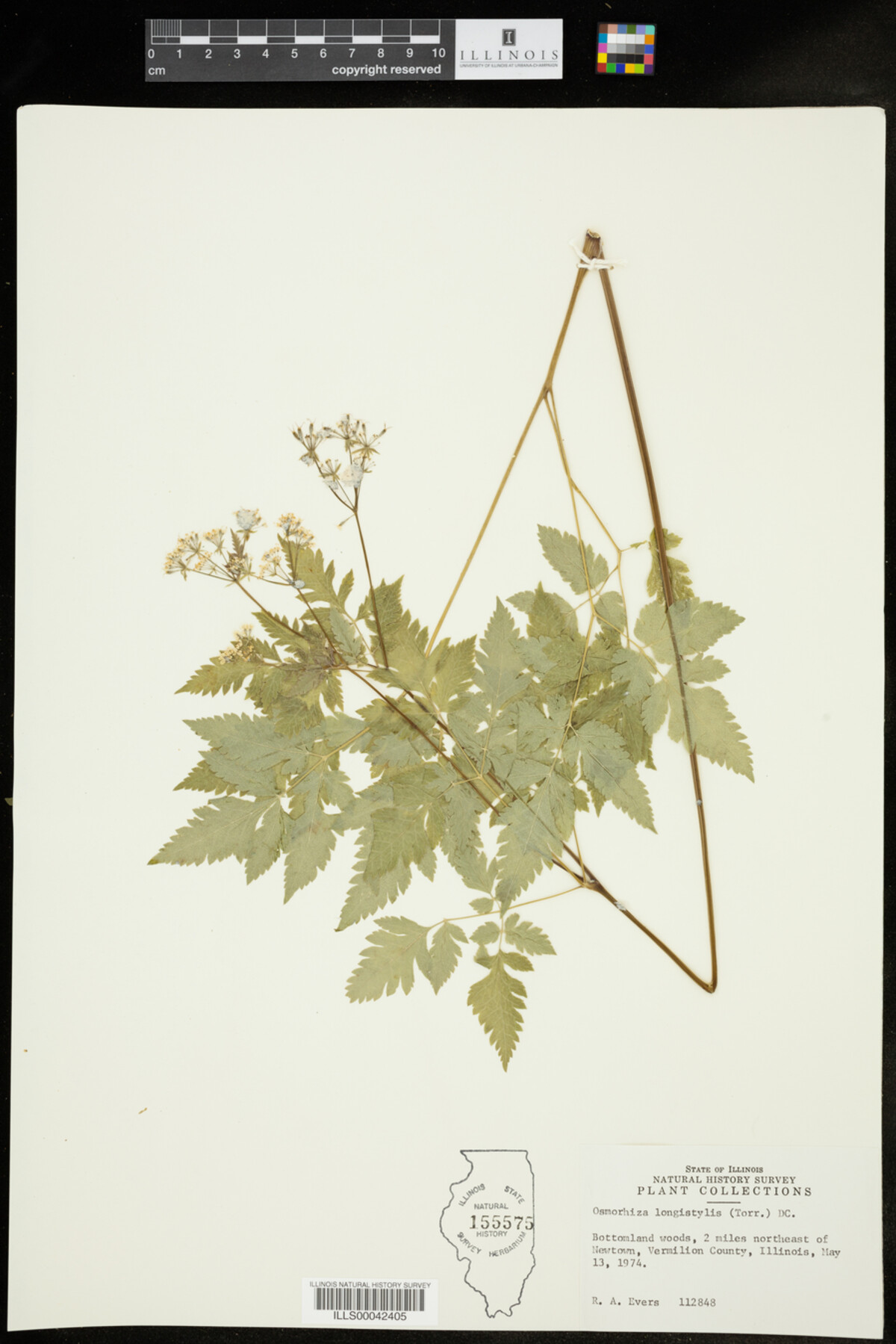 Osmorhiza longistylis image