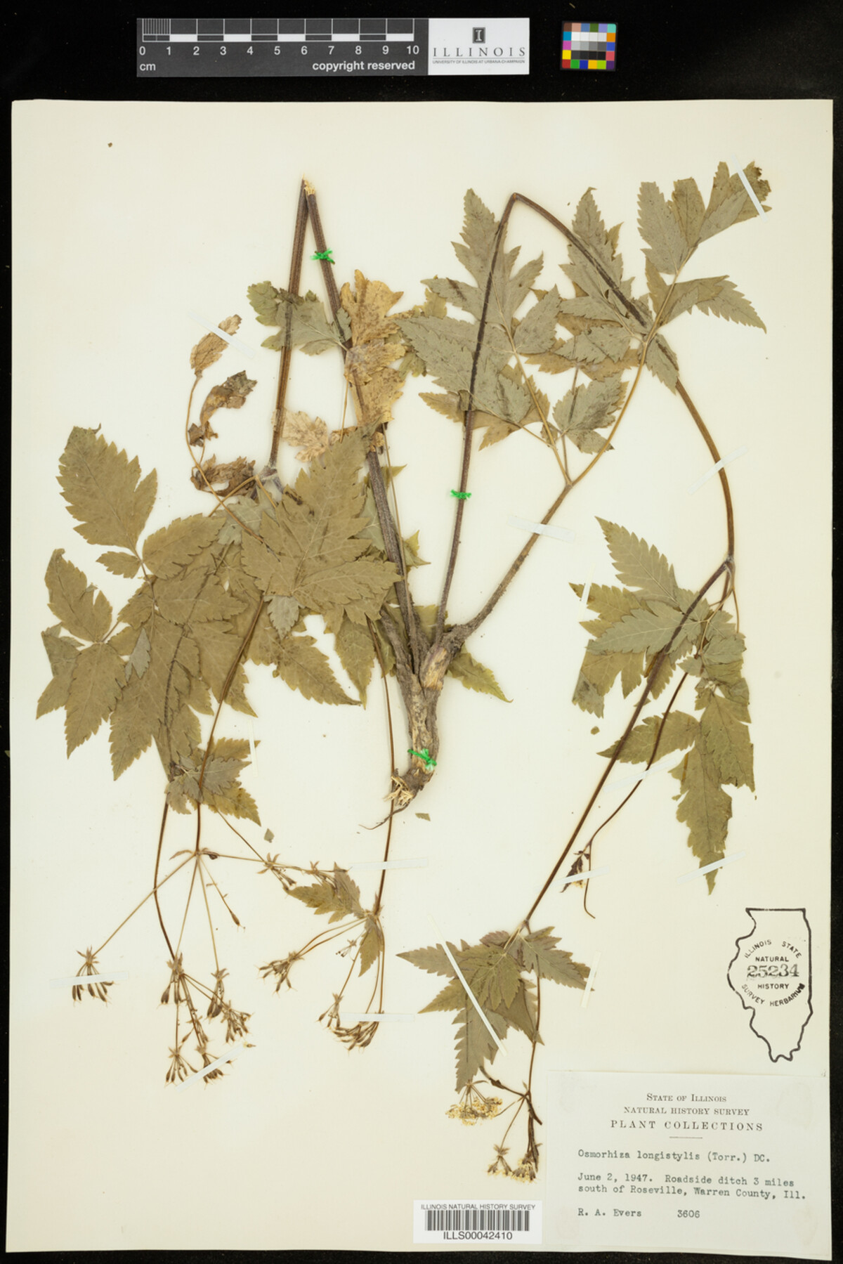 Osmorhiza longistylis image