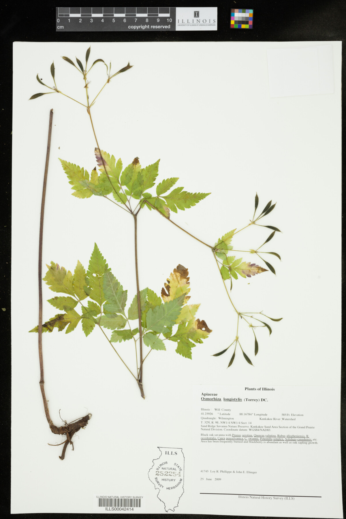 Osmorhiza longistylis image