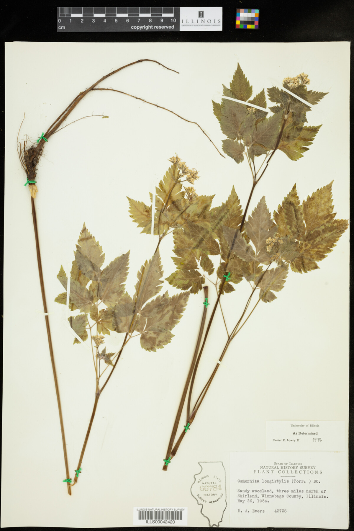 Osmorhiza longistylis image