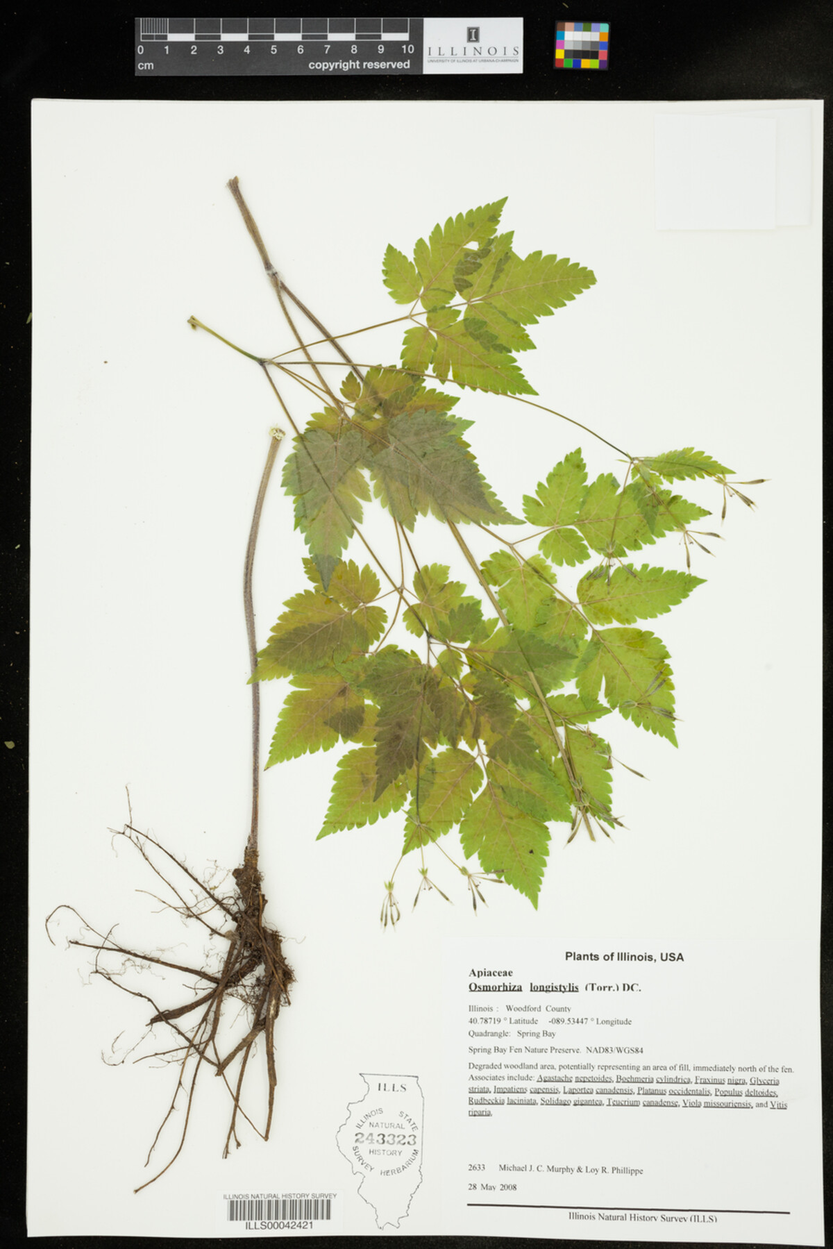 Osmorhiza longistylis image